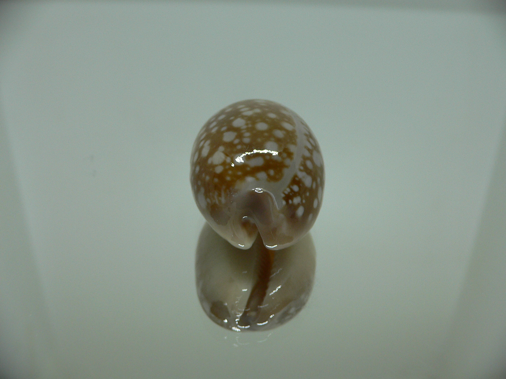 Cypraea nivosa DWARF 1