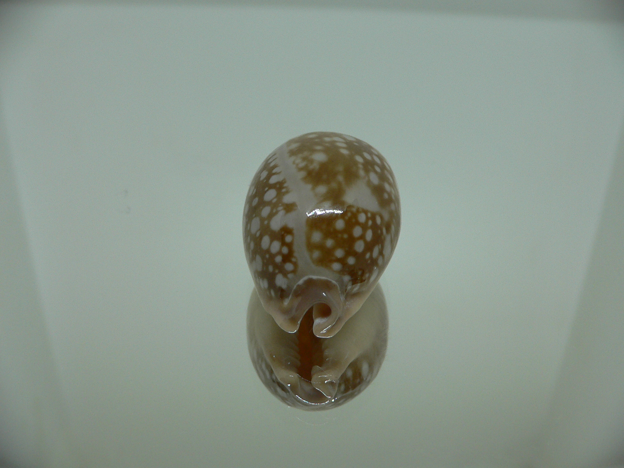 Cypraea nivosa DWARF 1