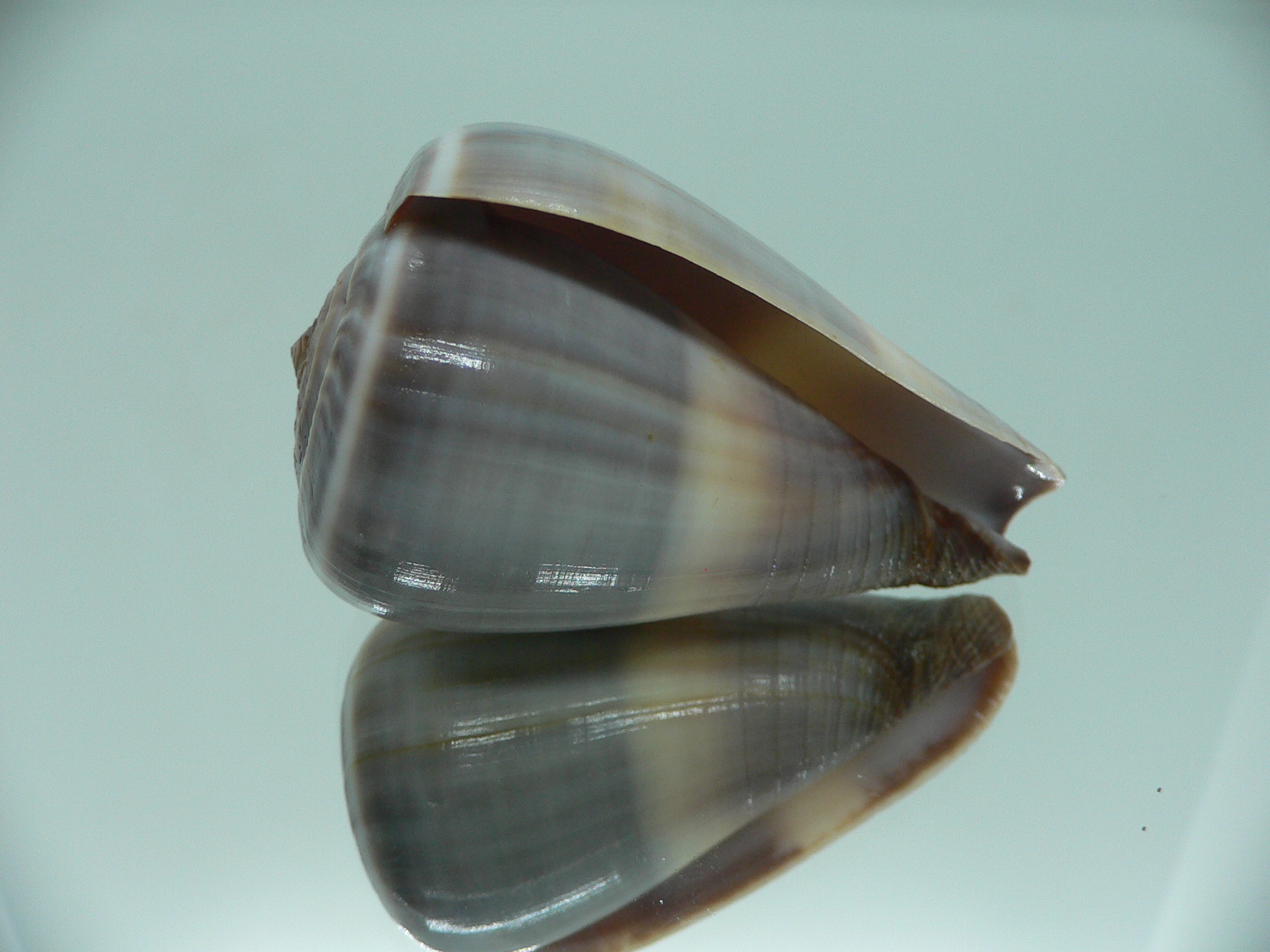 Conus loroisii VIOLET