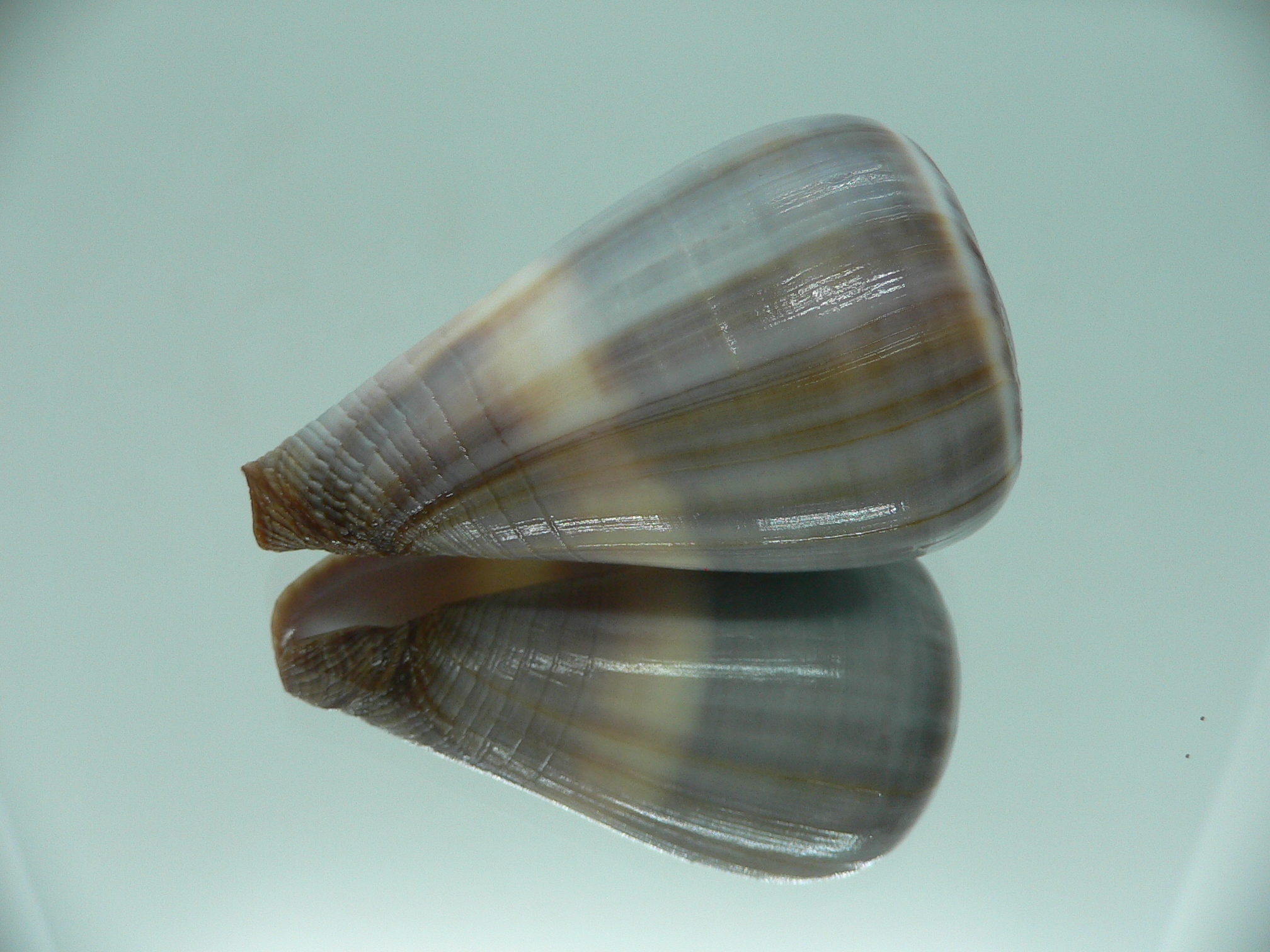 Conus loroisii VIOLET