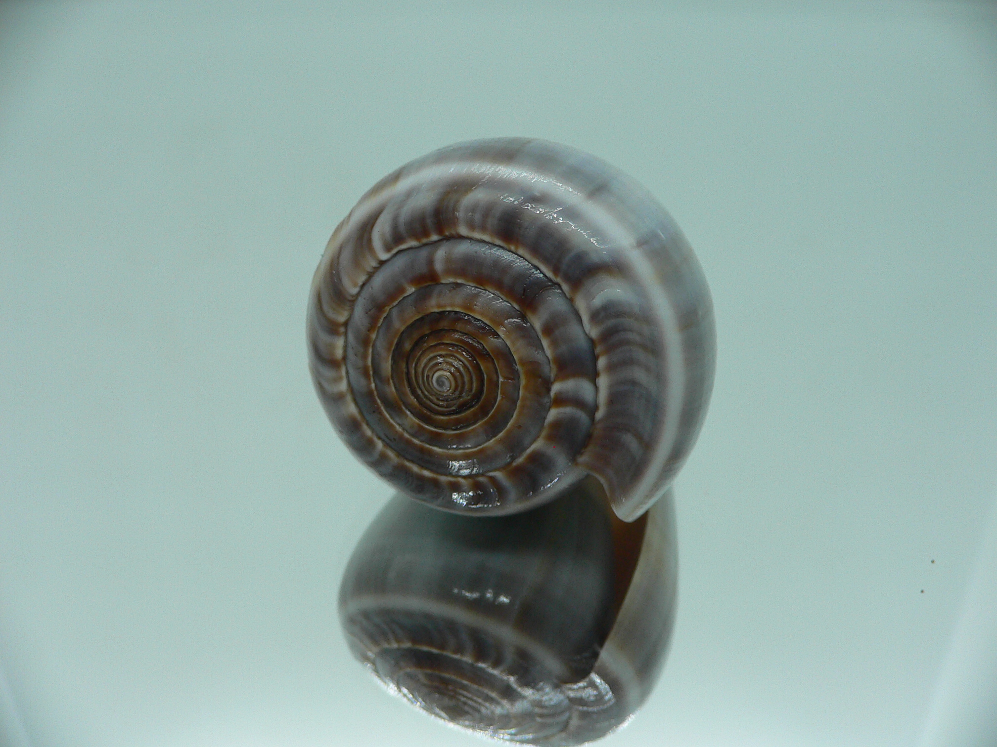 Conus loroisii VIOLET