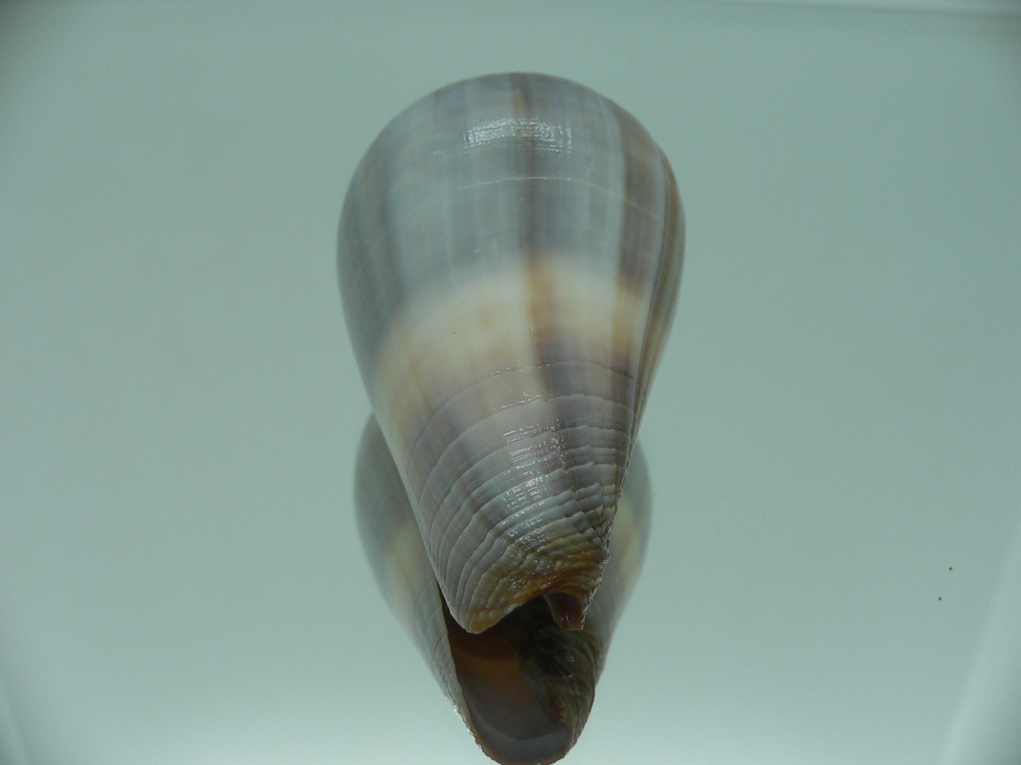 Conus loroisii VIOLET