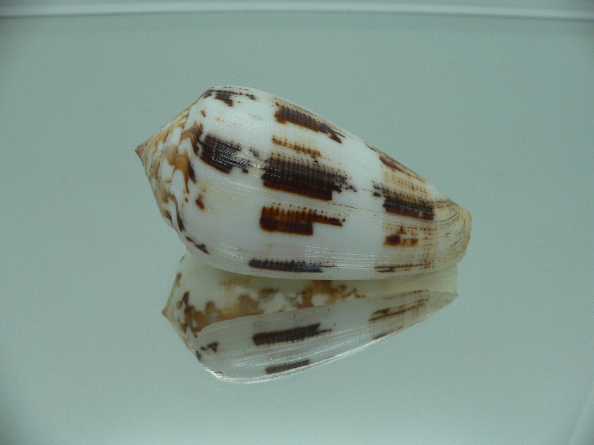 Conus fulmen COLOR