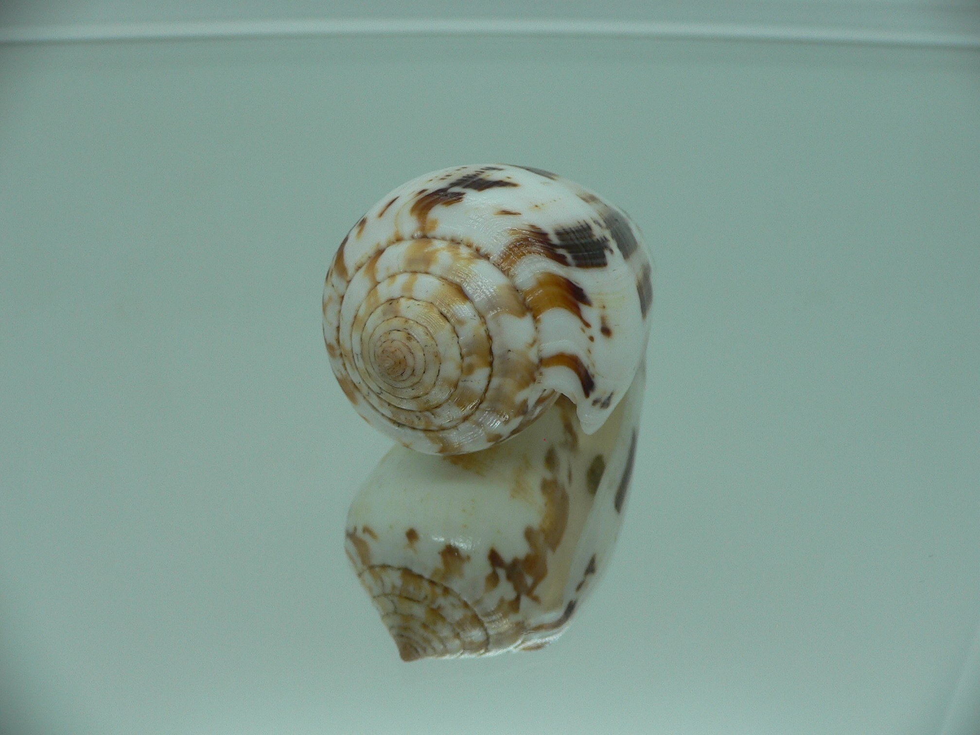 Conus fulmen COLOR