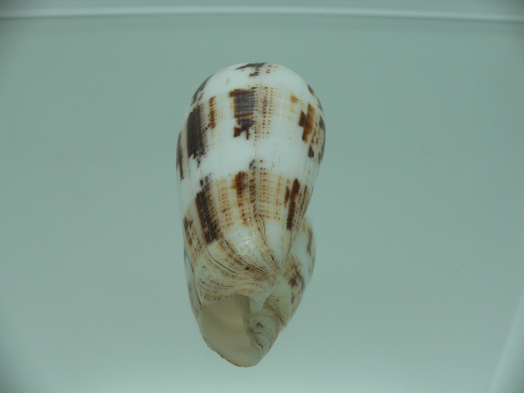 Conus fulmen COLOR
