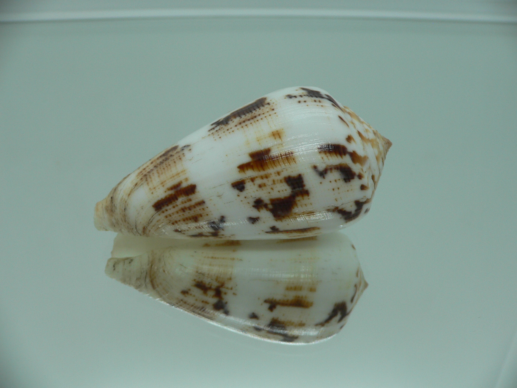 Conus fulmen COLOR