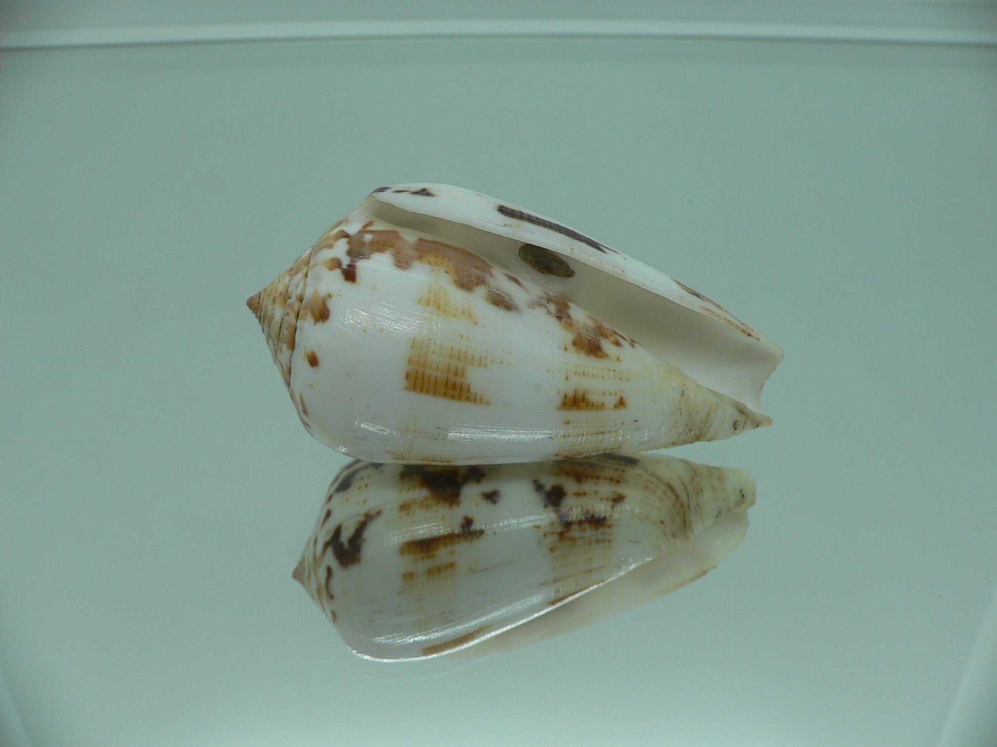 Conus fulmen COLOR