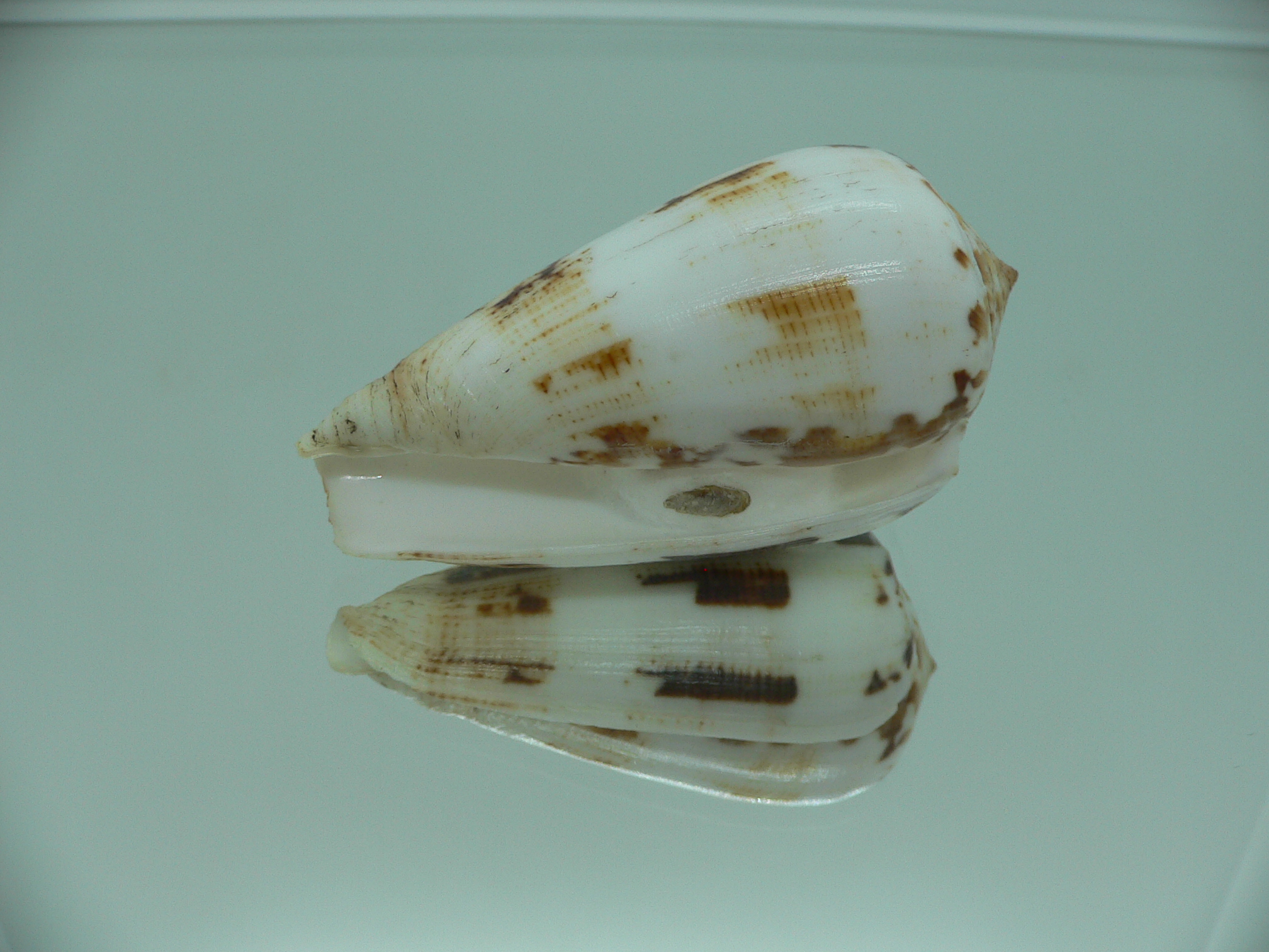 Conus fulmen COLOR