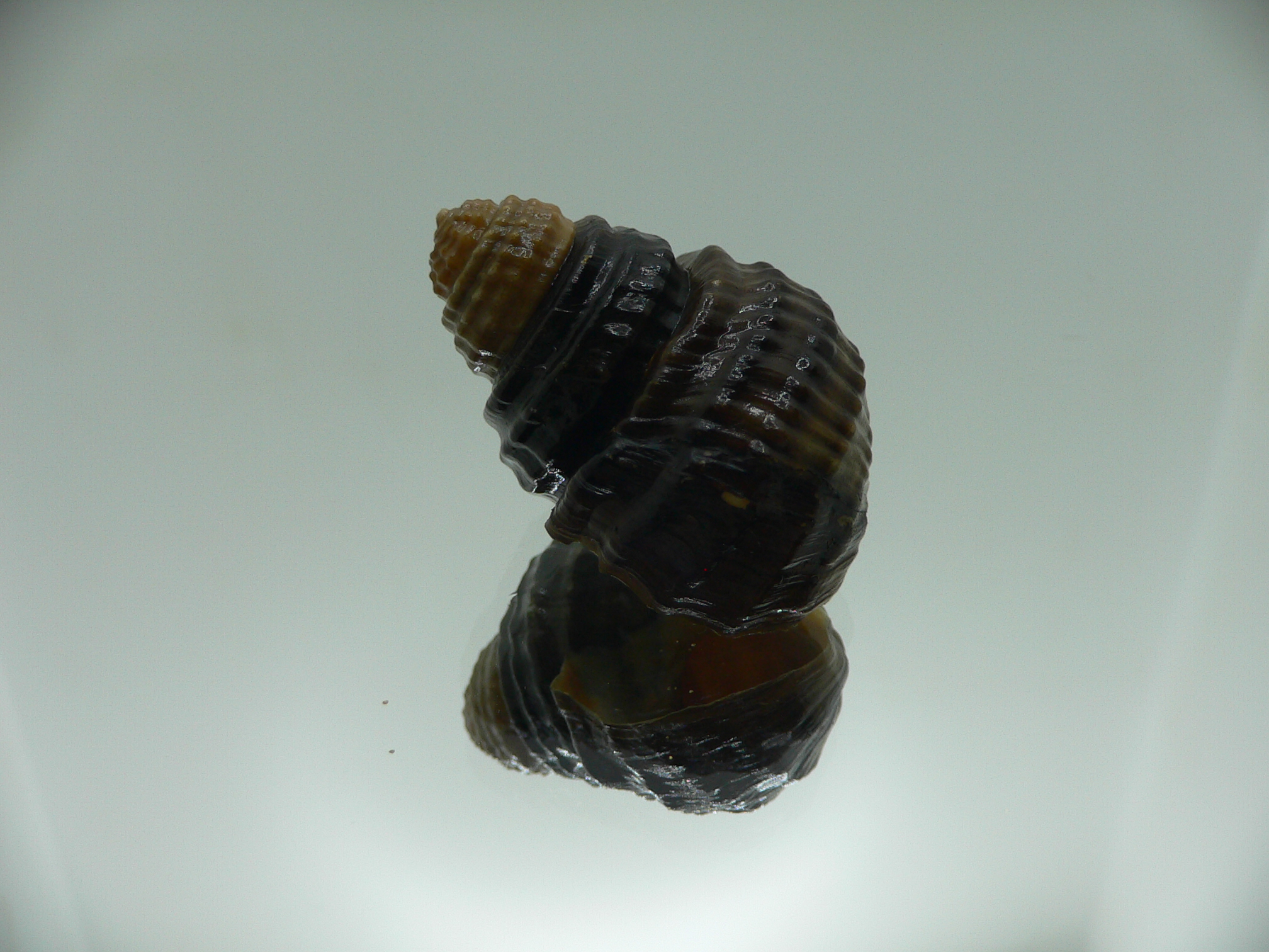 Tchangmargarya multilabiata