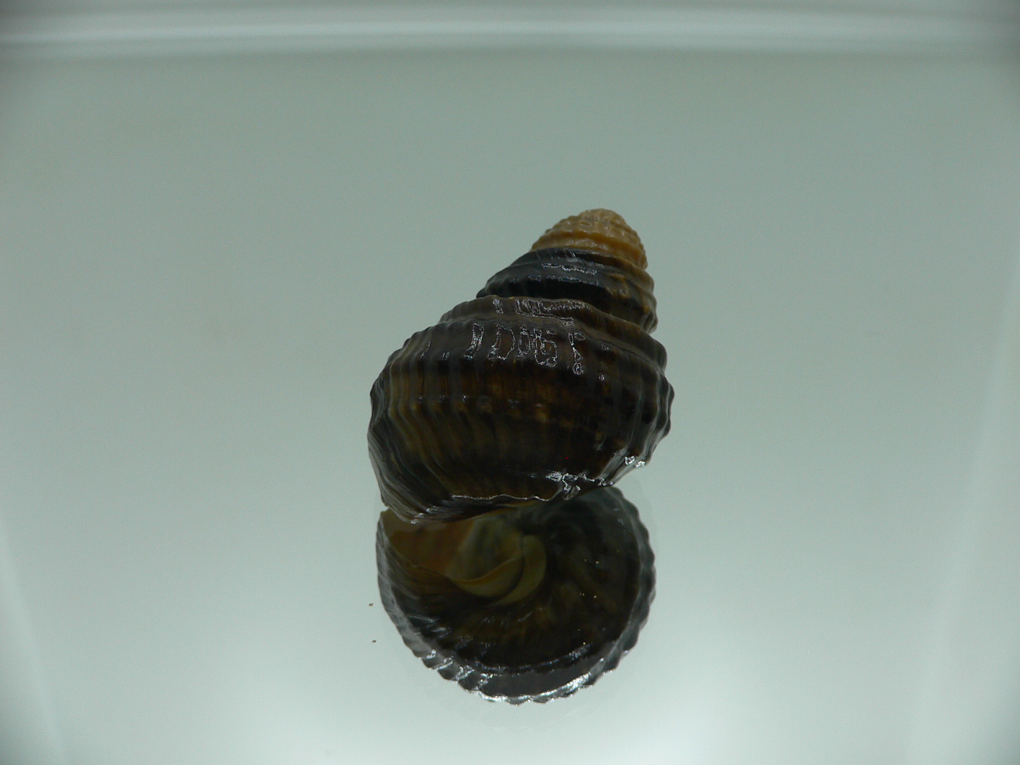 Tchangmargarya multilabiata ENDEMIC