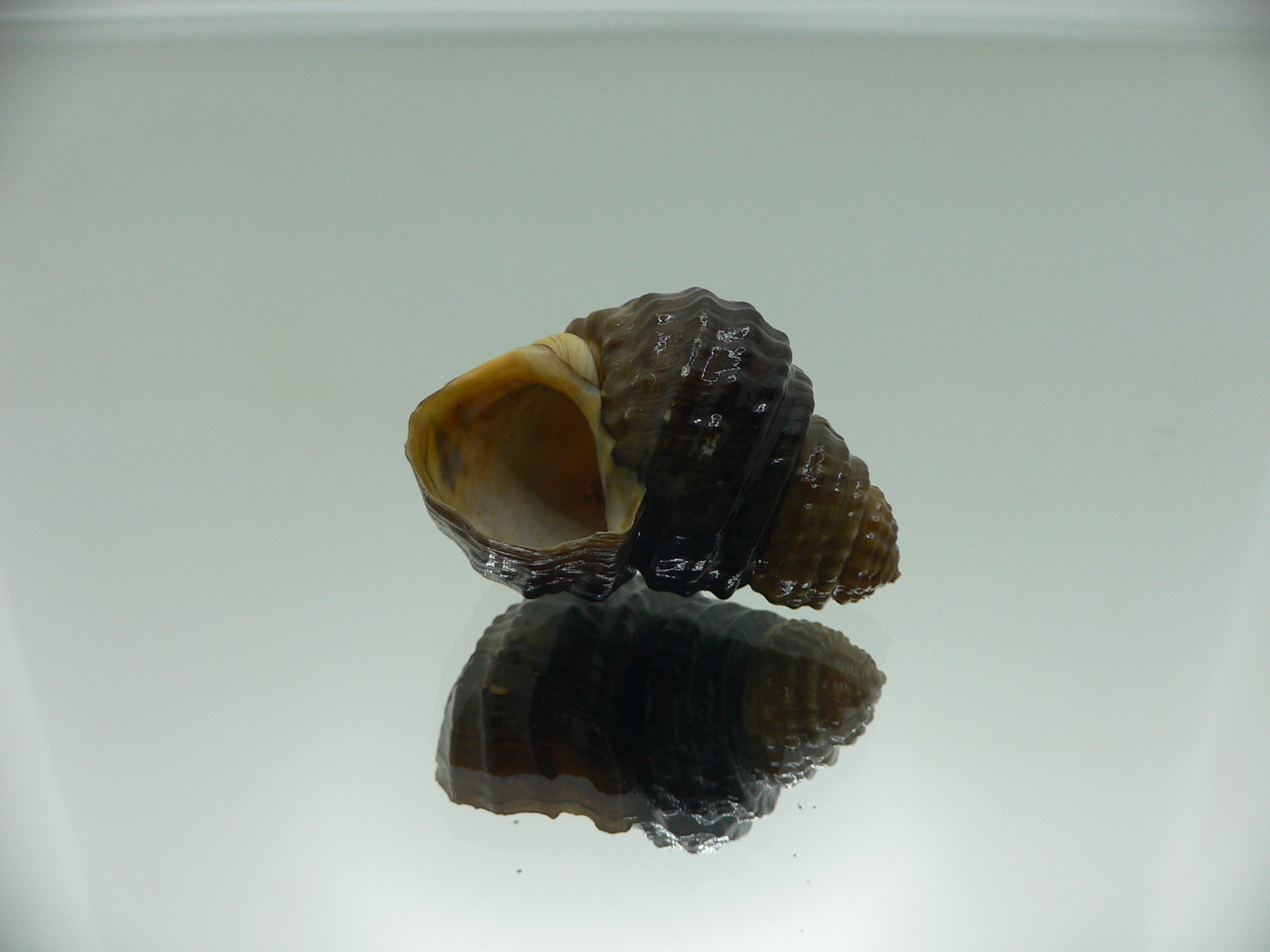 Tchangmargarya multilabiata ENDEMIC