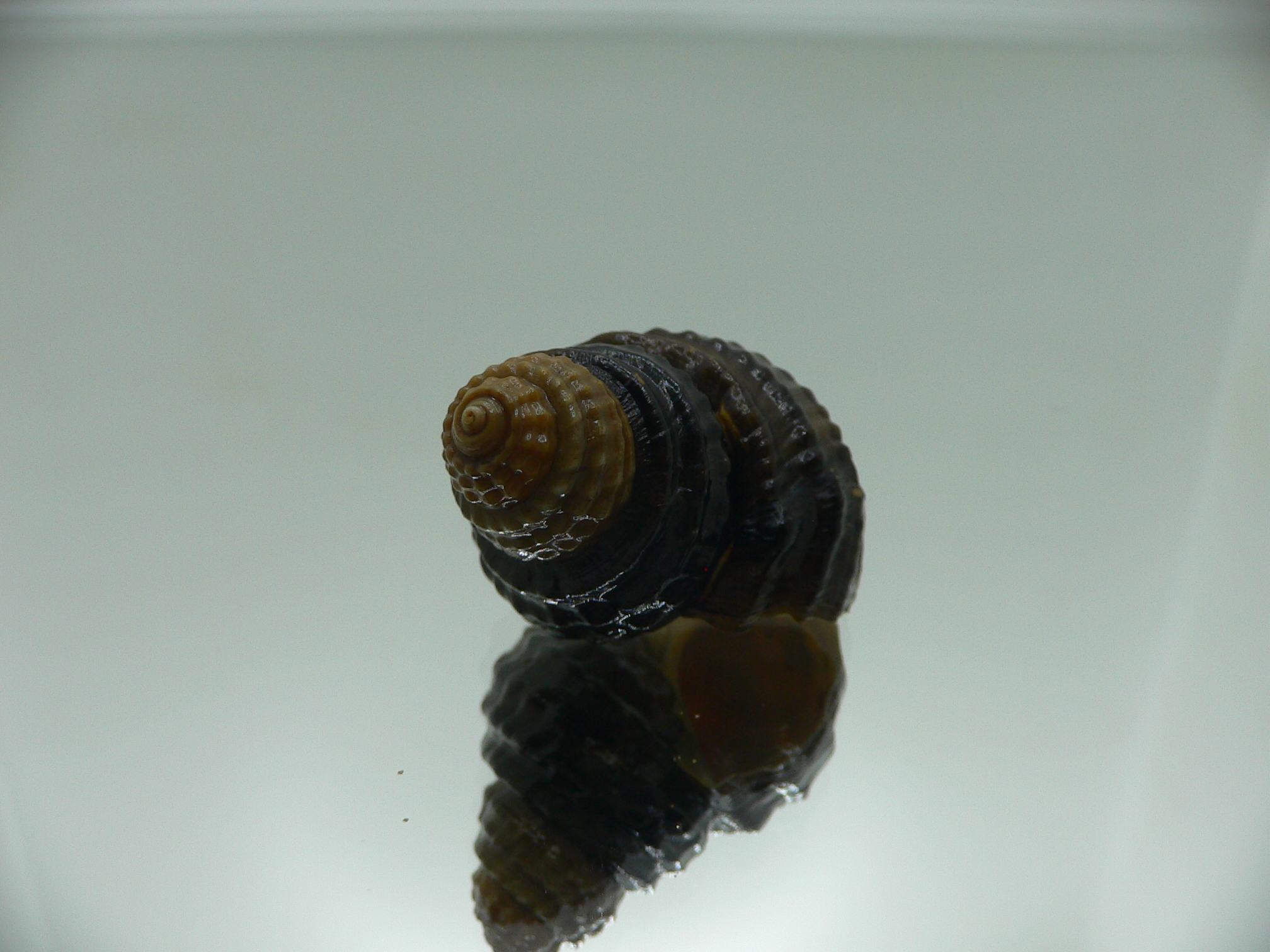 Tchangmargarya multilabiata ENDEMIC