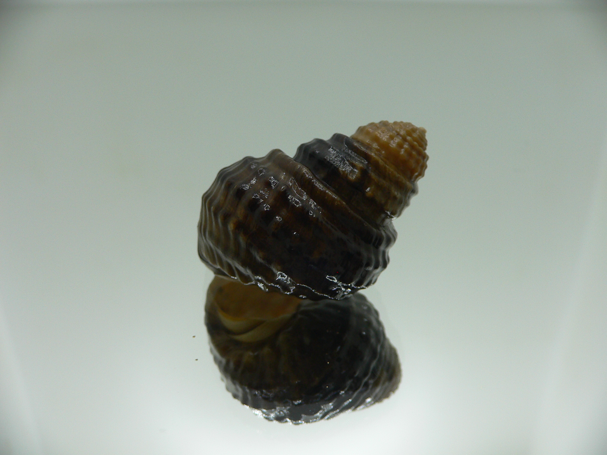 Tchangmargarya multilabiata ENDEMIC