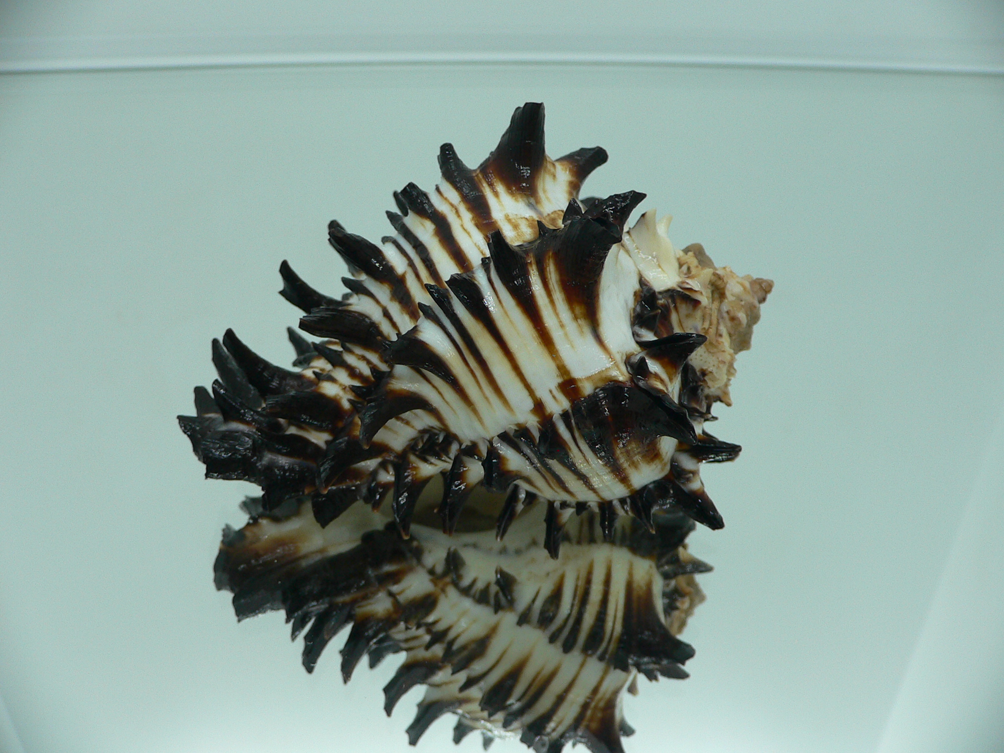Hexaplex ambiguus SUPER COLOR