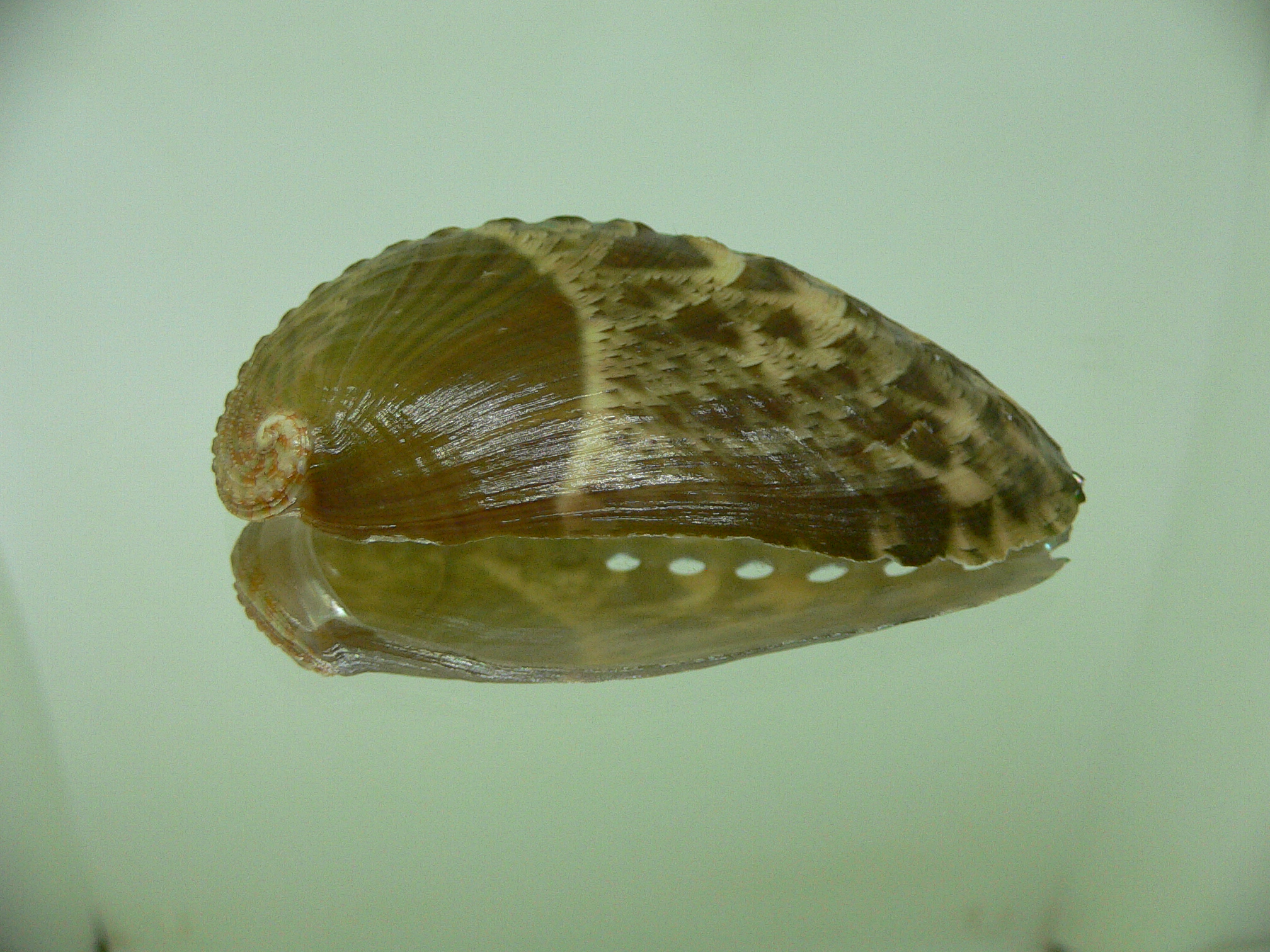 Haliotis asinina FISH