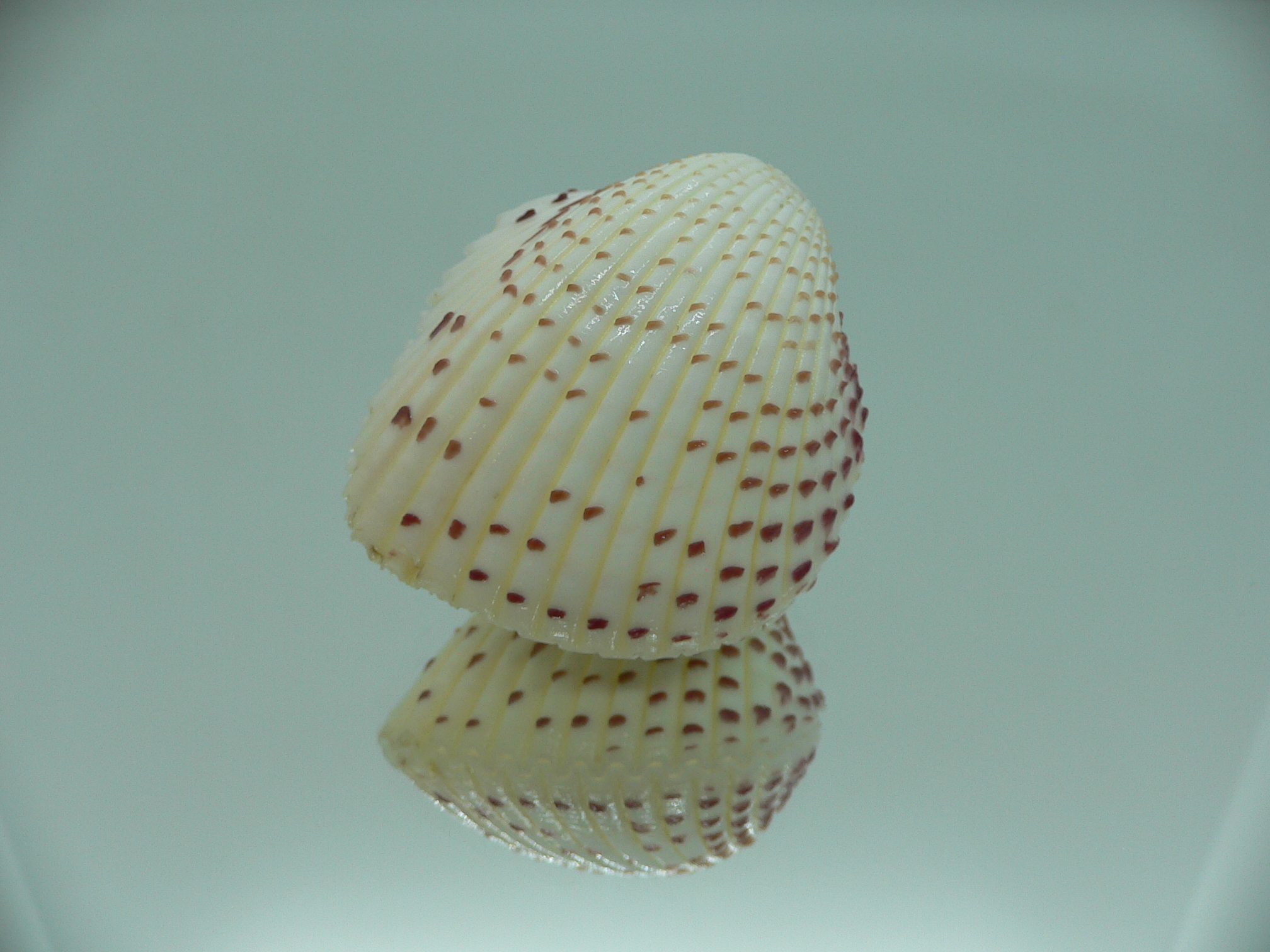 Fragum unedo ELEGANT