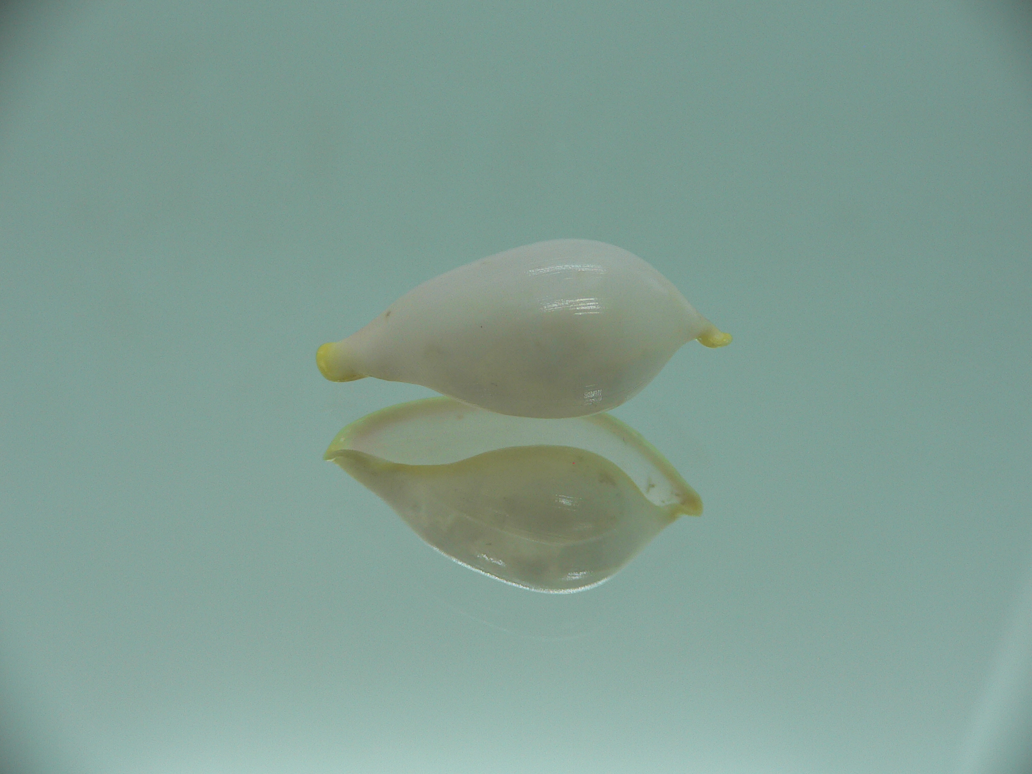 Contrasimnia xanthochila 5