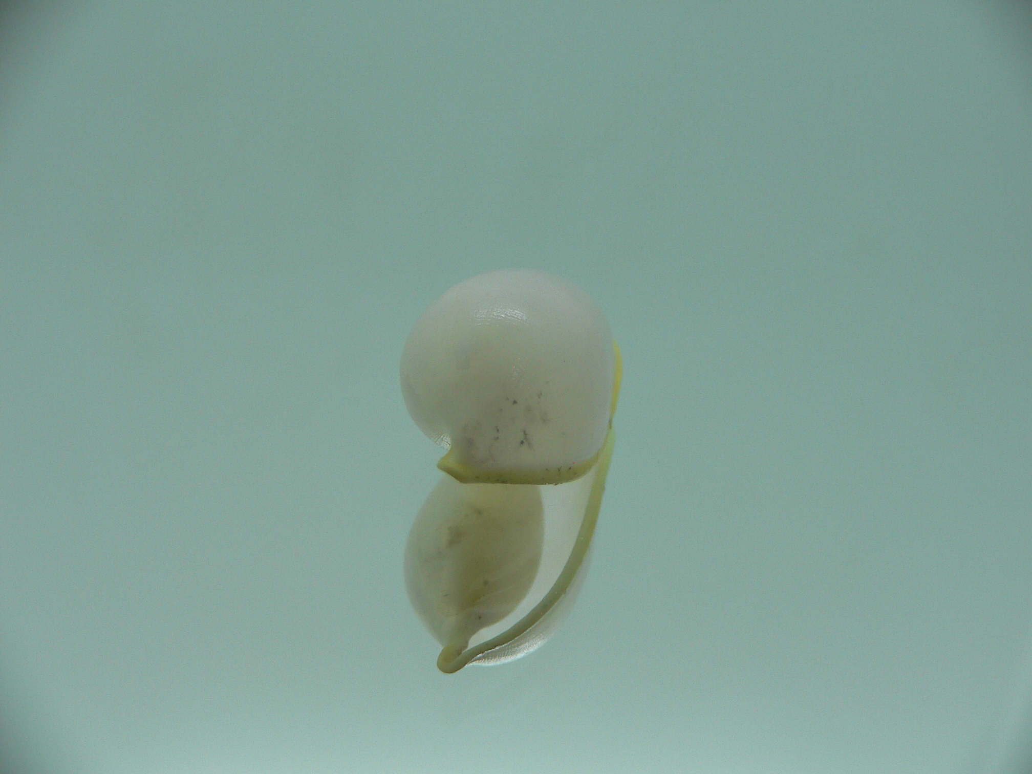 Contrasimnia xanthochila 5