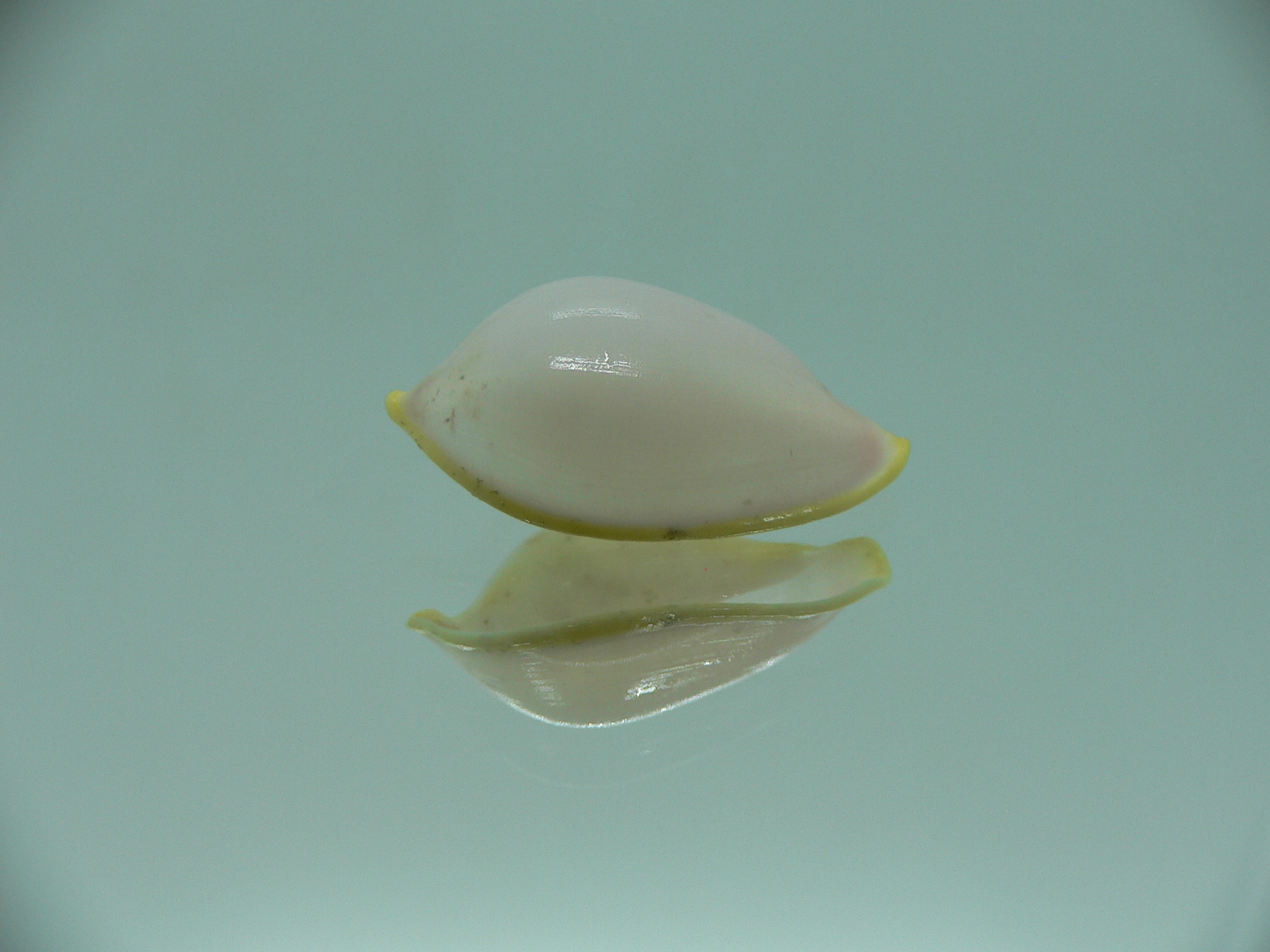 Contrasimnia xanthochila 5