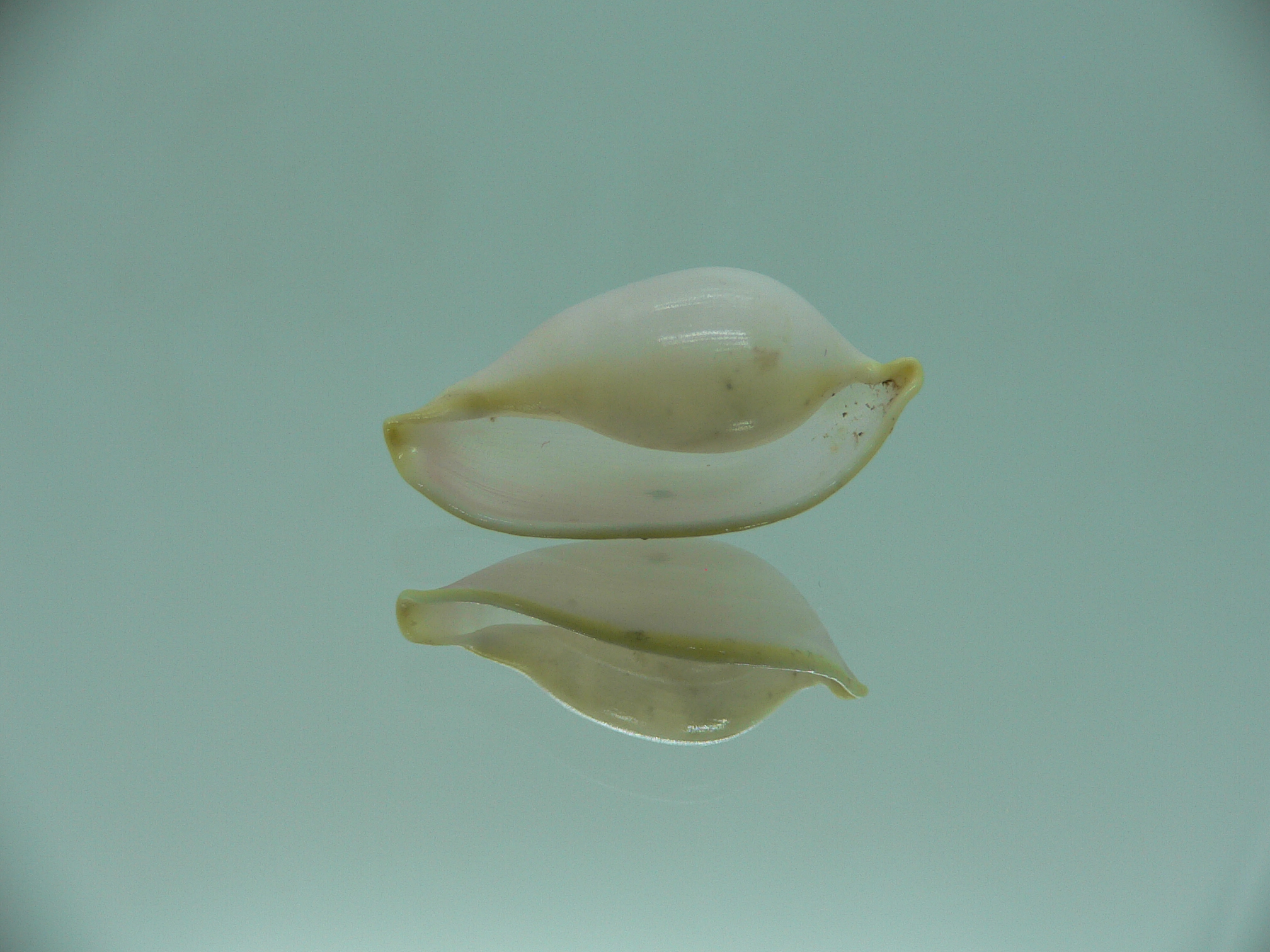 Contrasimnia xanthochila 5