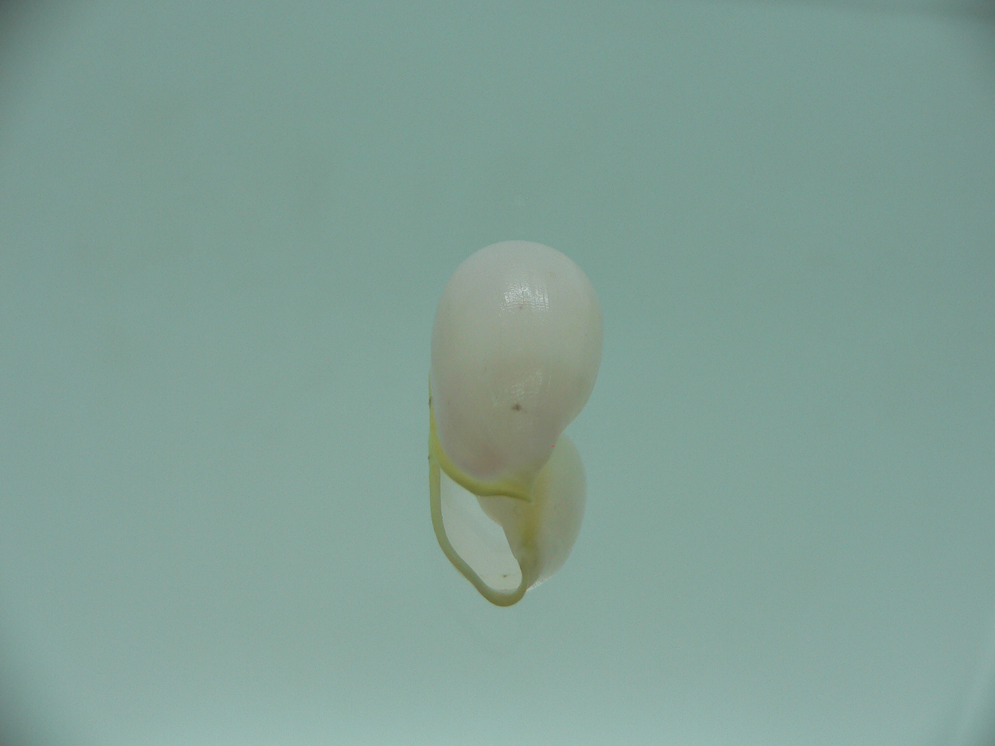 Contrasimnia xanthochila 5