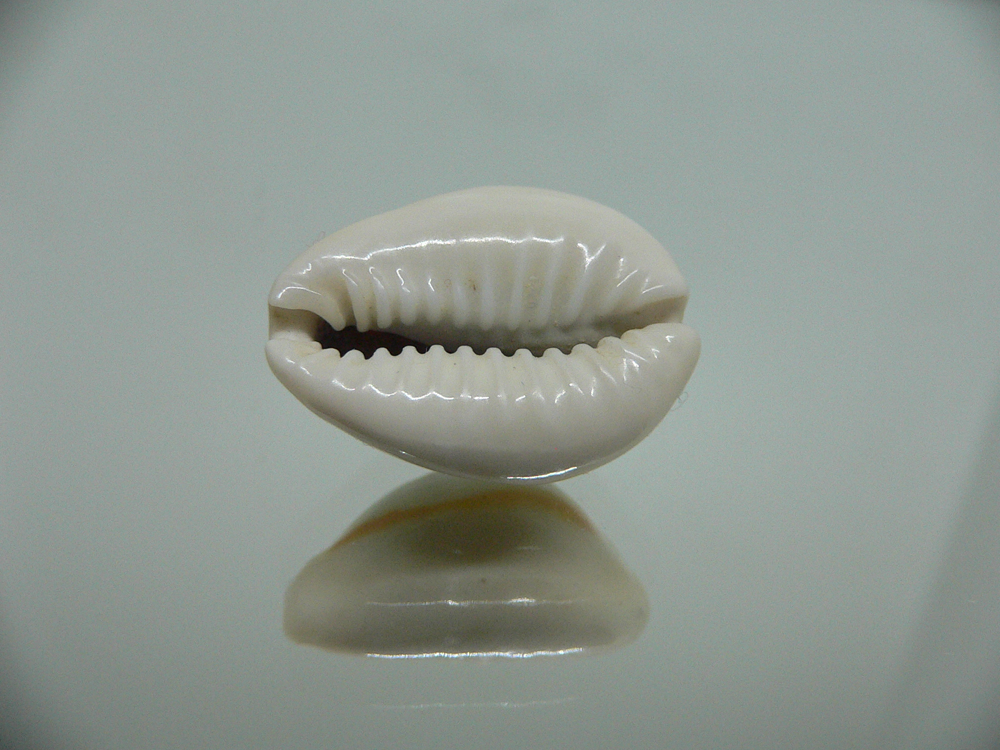 Cypraea annulus annulus WIDE & ROUNDED