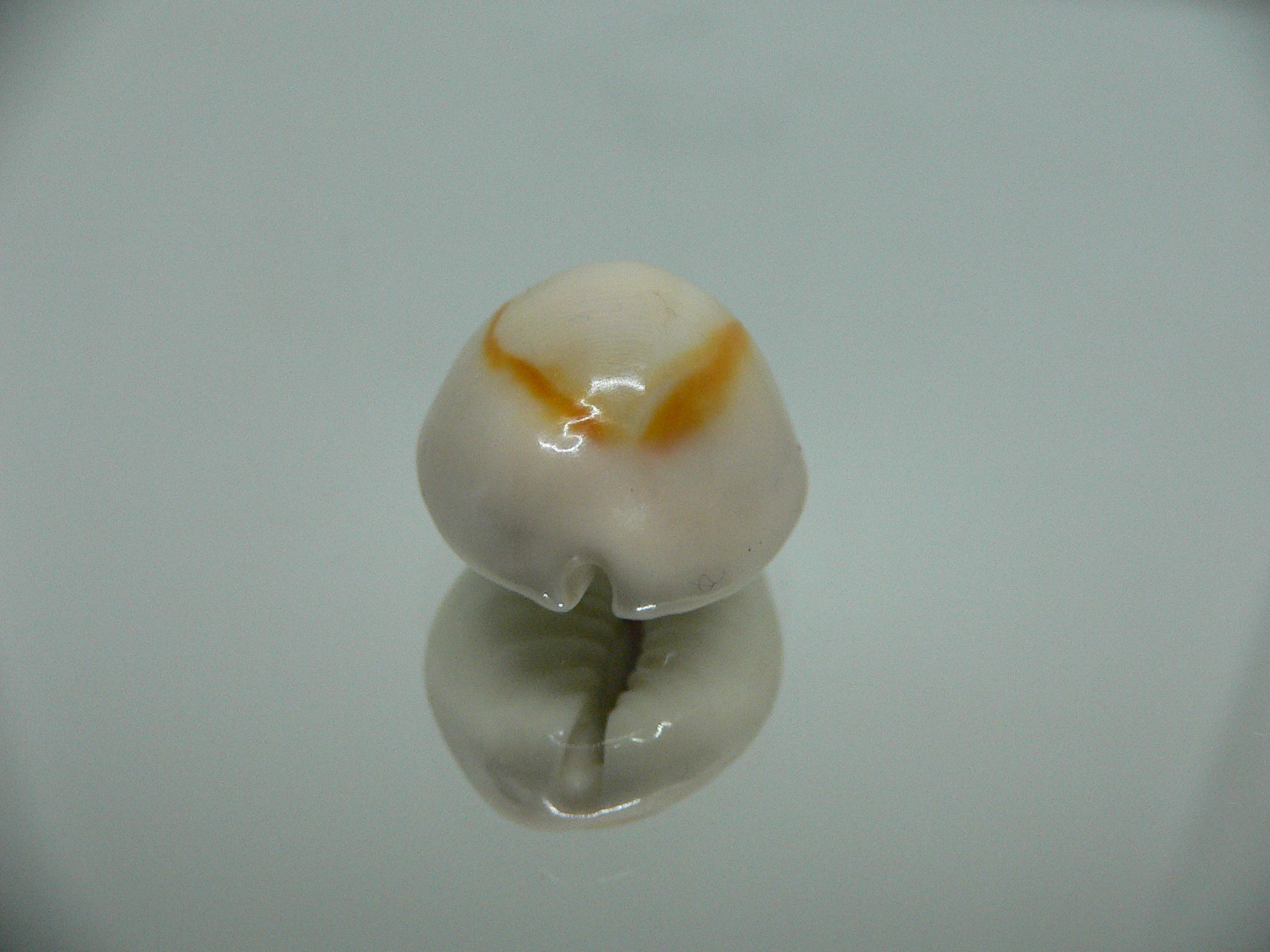 Cypraea annulus annulus WIDE & ROUNDED