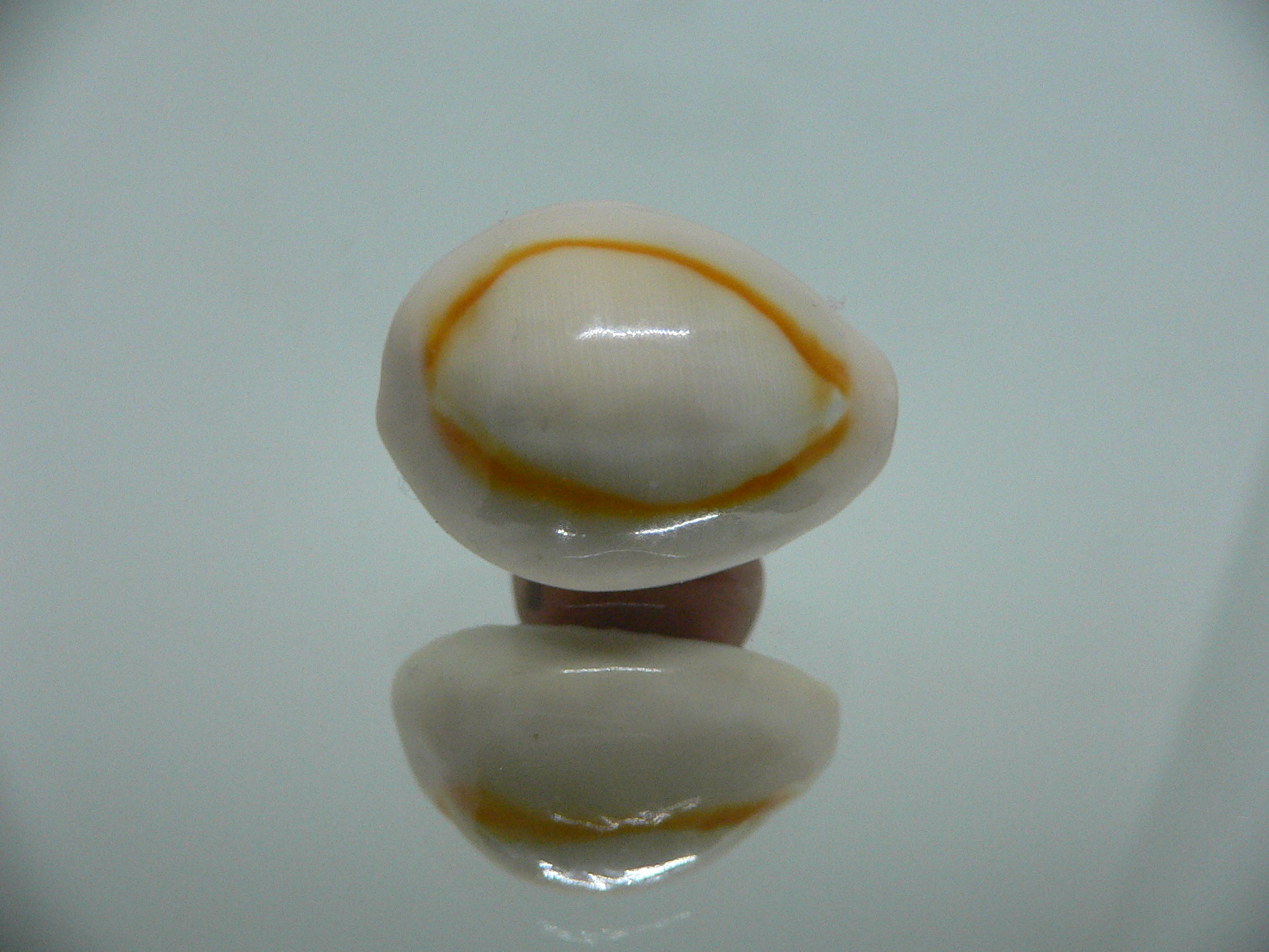 Cypraea annulus annulus WIDE & ROUNDED