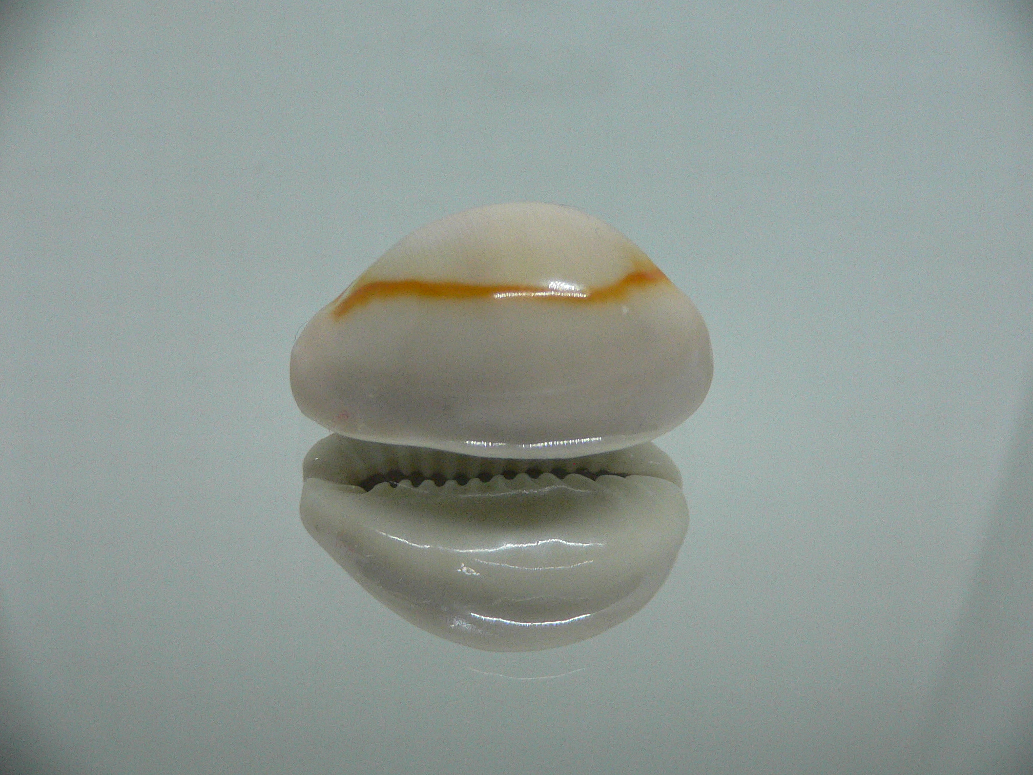 Cypraea annulus annulus WIDE & ROUNDED