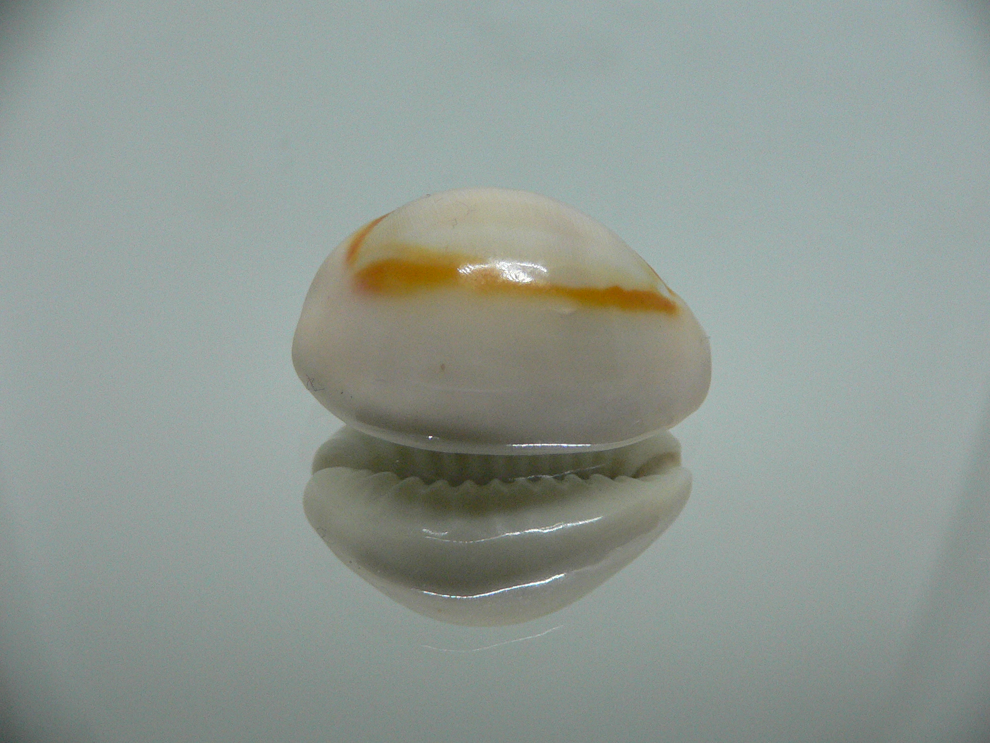 Cypraea annulus annulus WIDE & ROUNDED