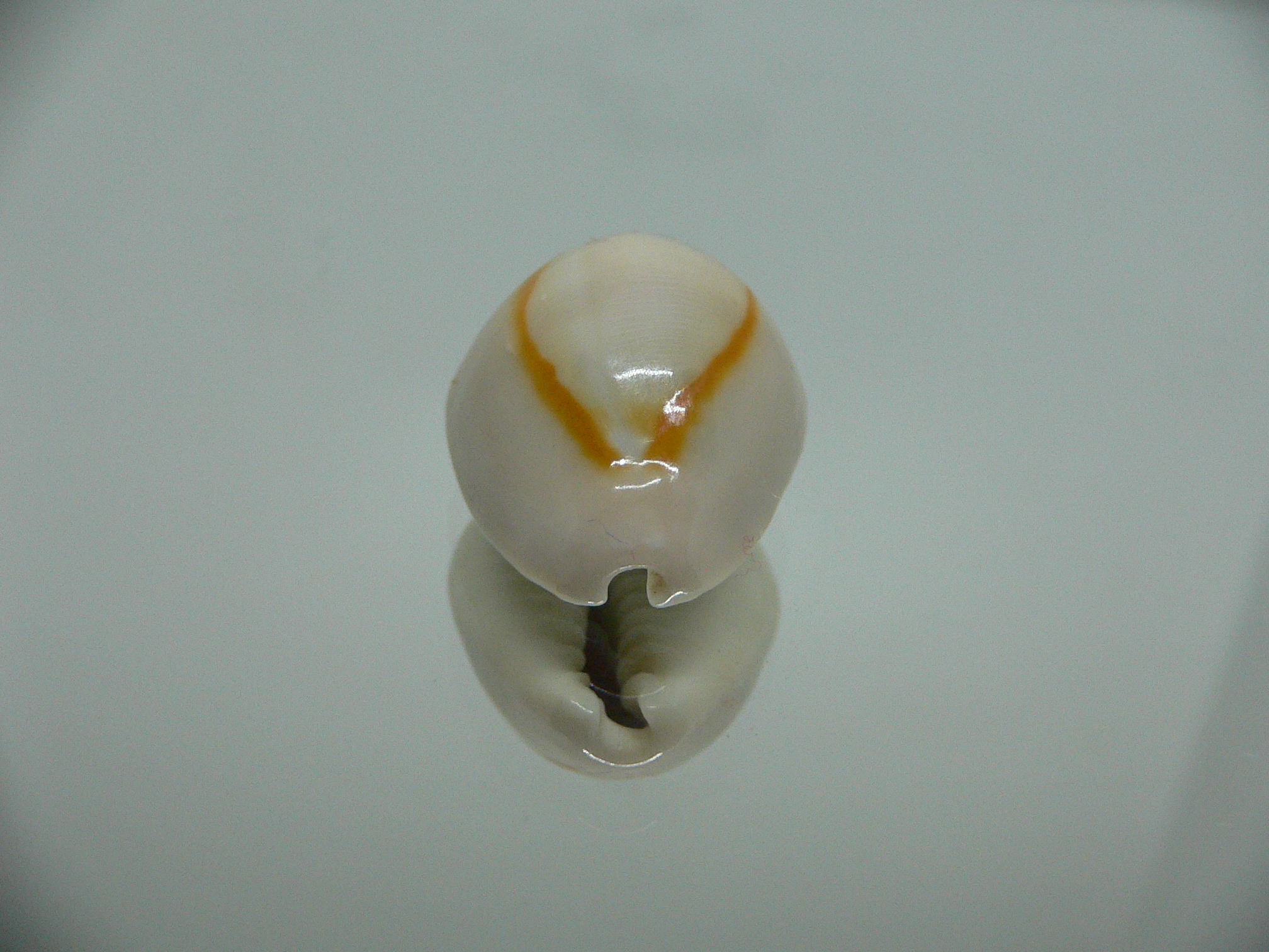 Cypraea annulus annulus WIDE & ROUNDED