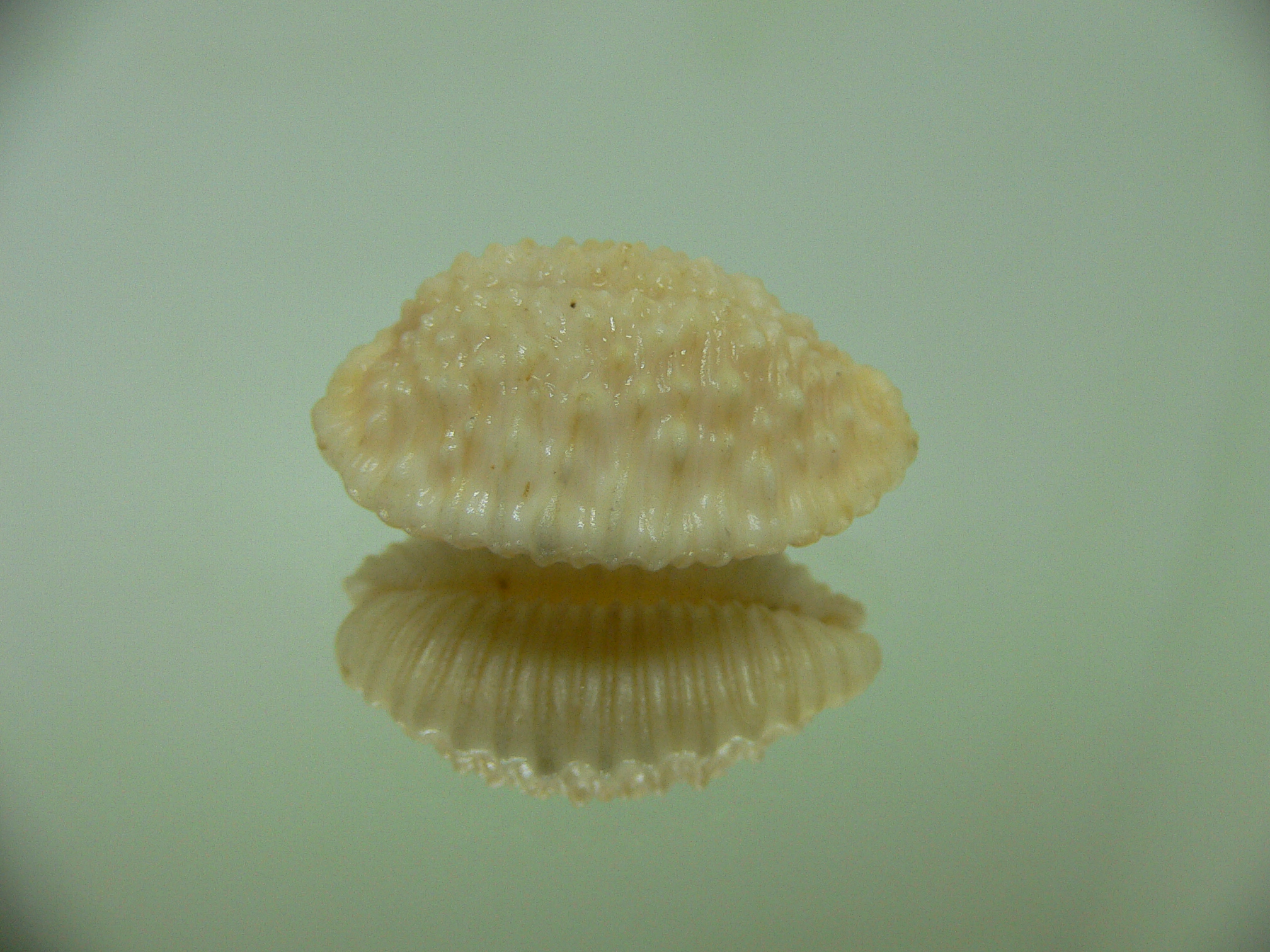 Cypraea granulata (dead)