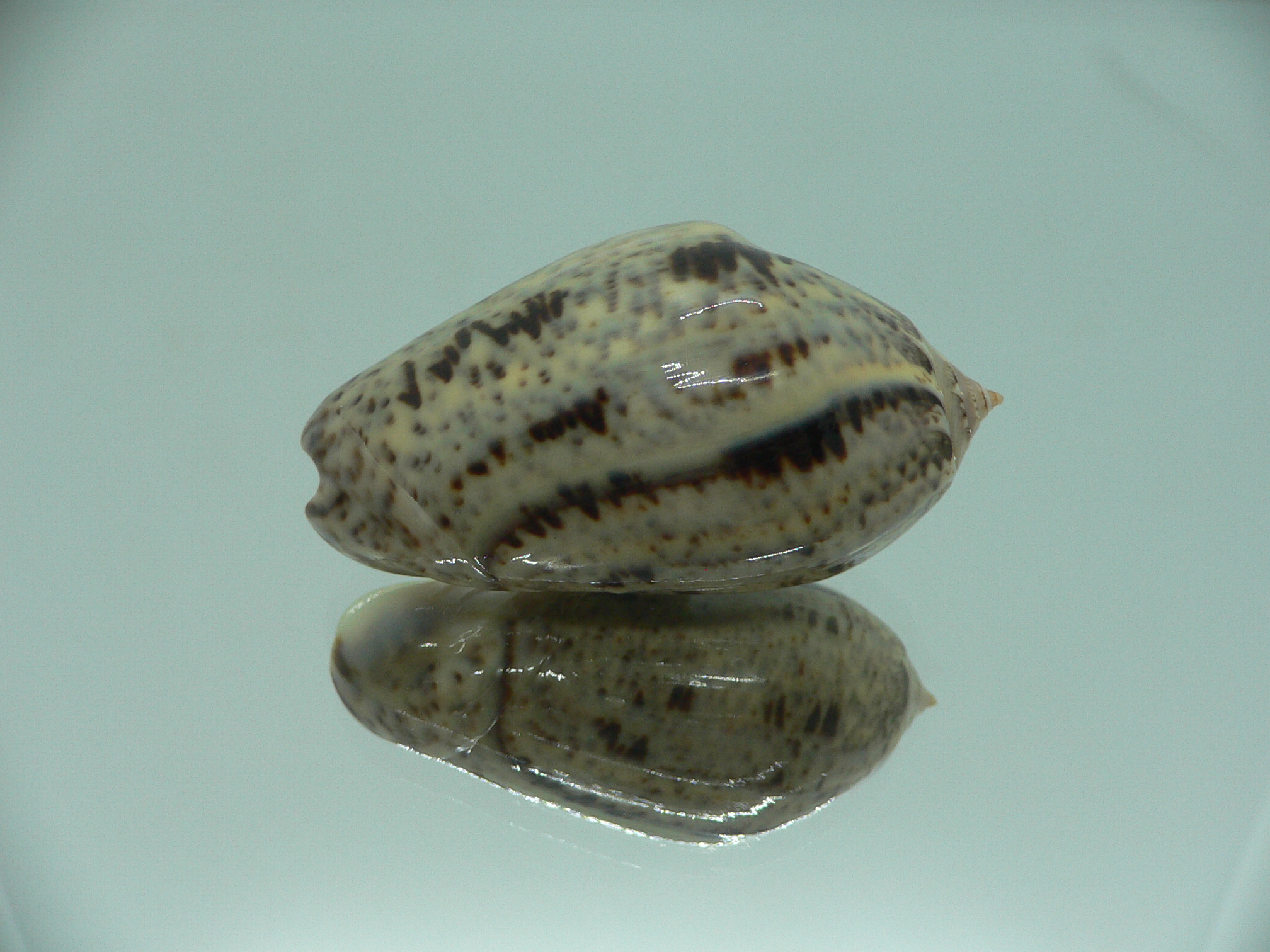 Oliva (Strephona) incrassata SUPER