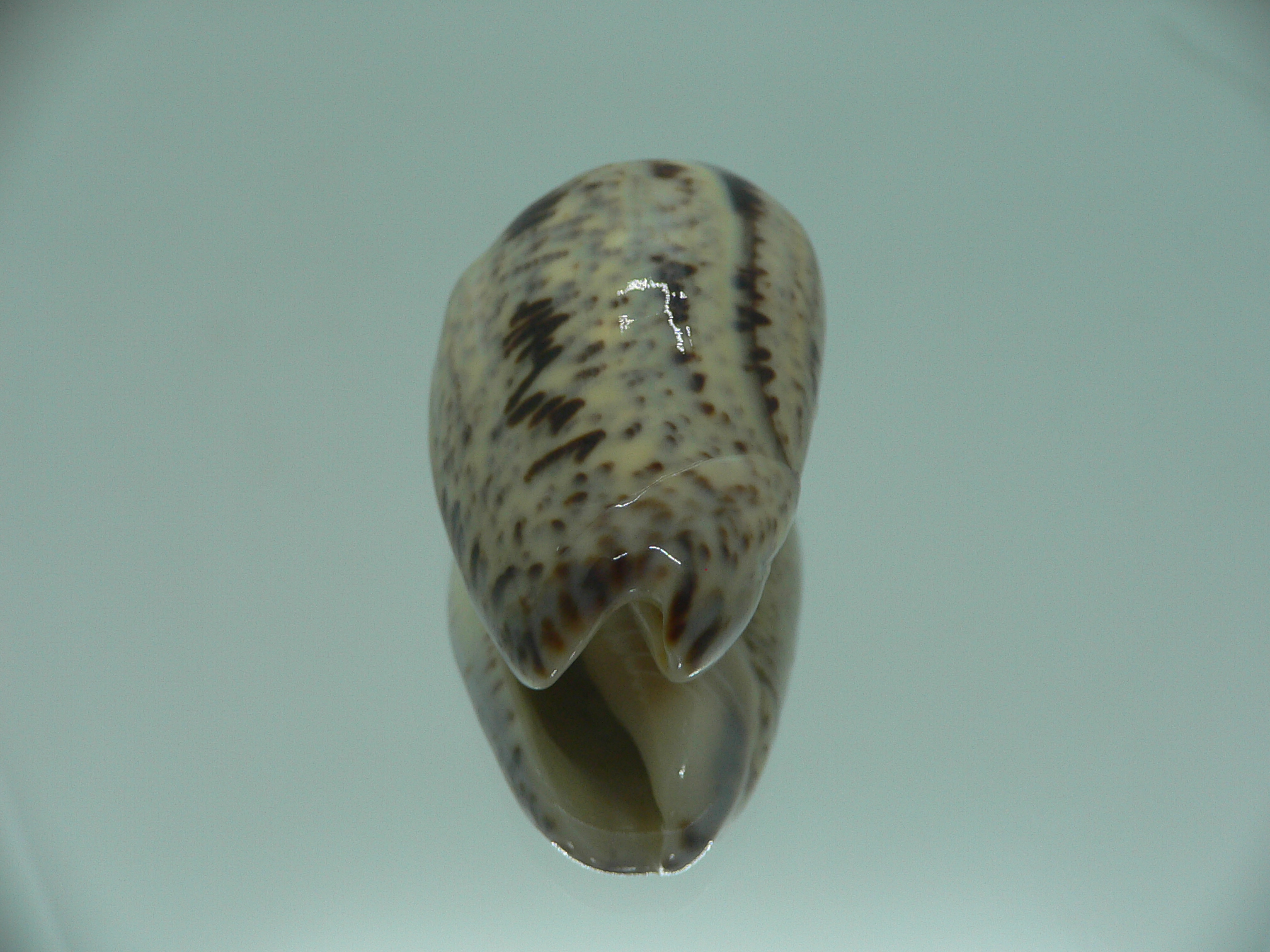 Oliva (Strephona) incrassata SUPER