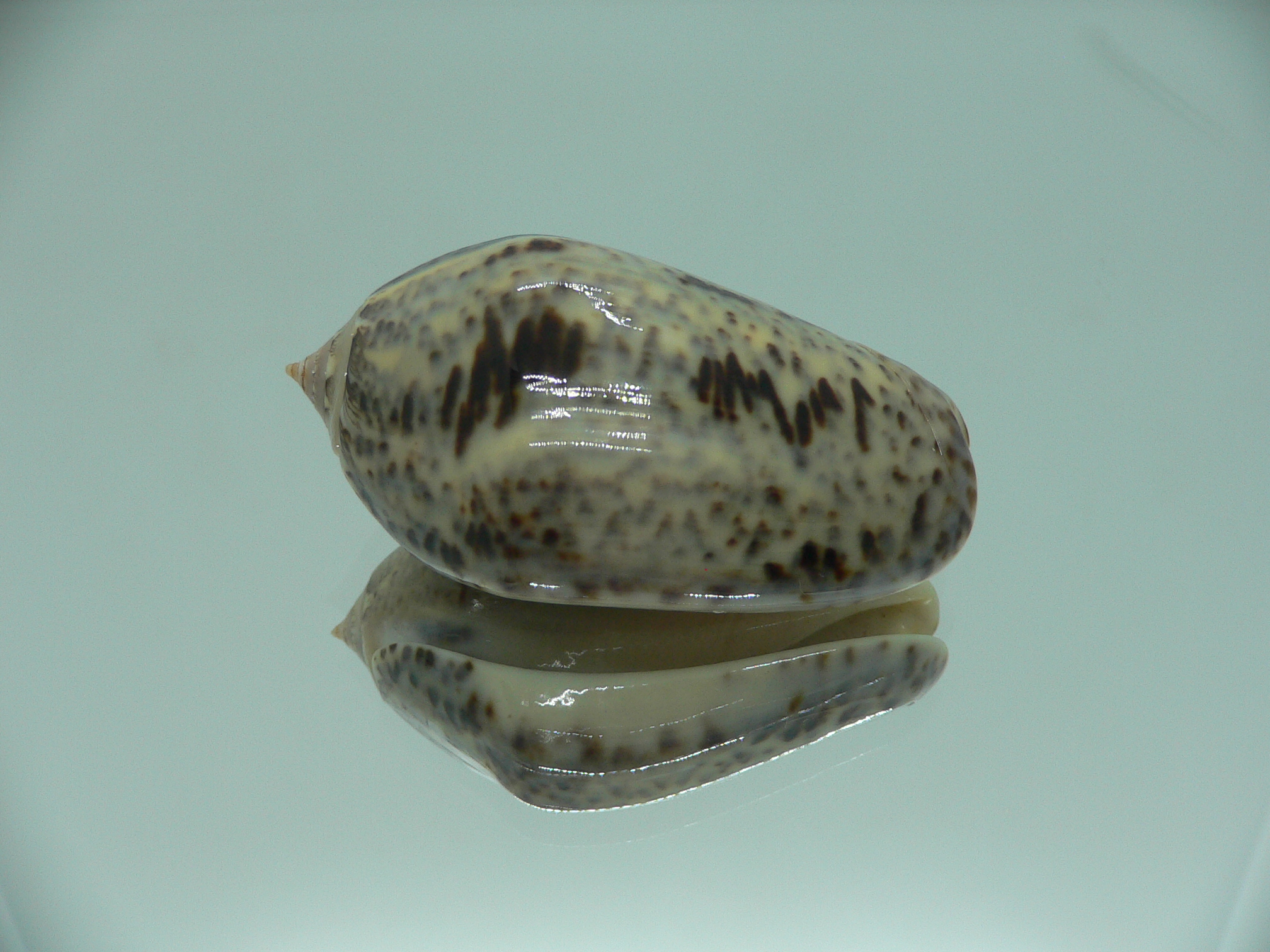 Oliva (Strephona) incrassata SUPER