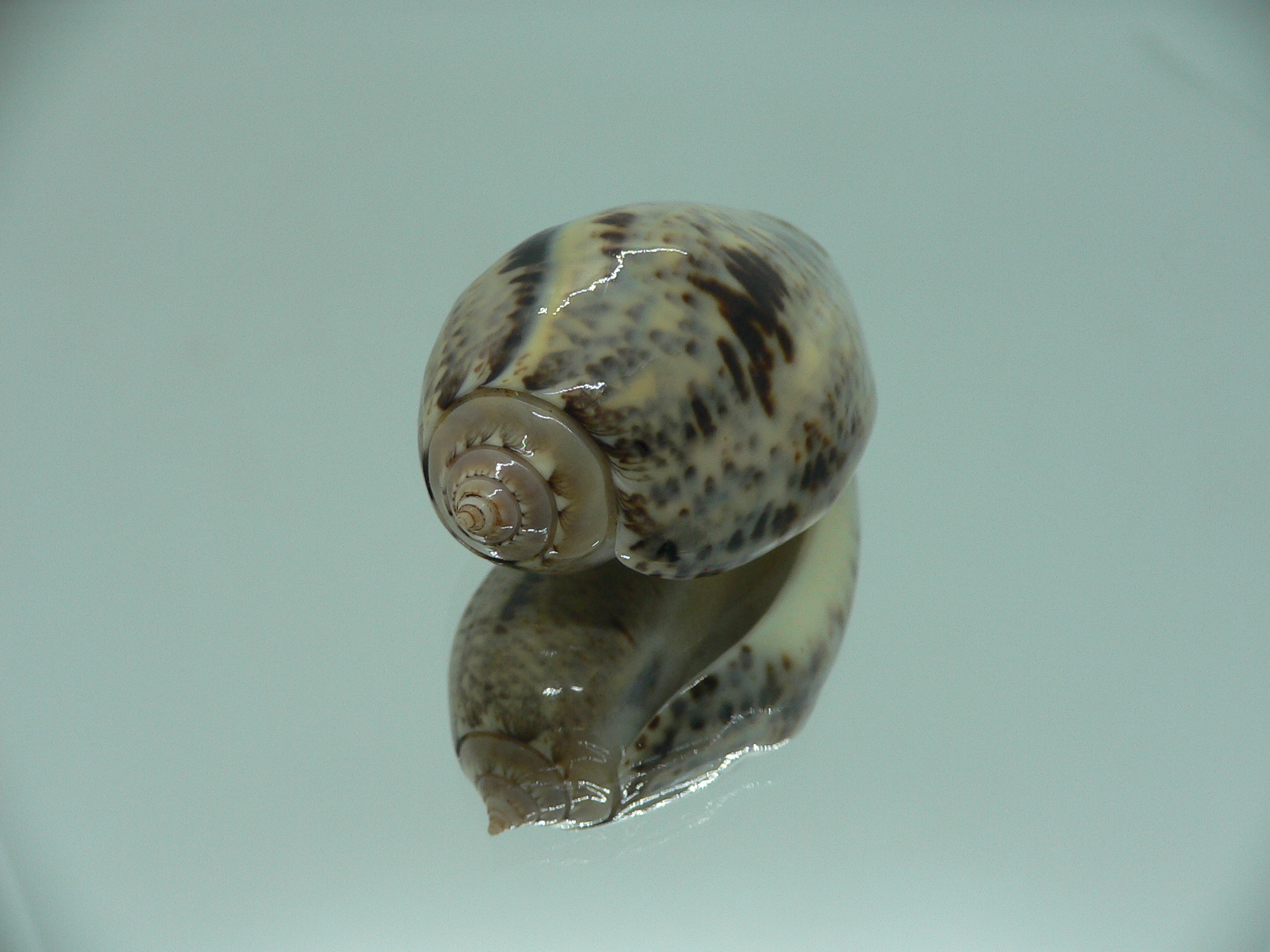 Oliva (Strephona) incrassata SUPER