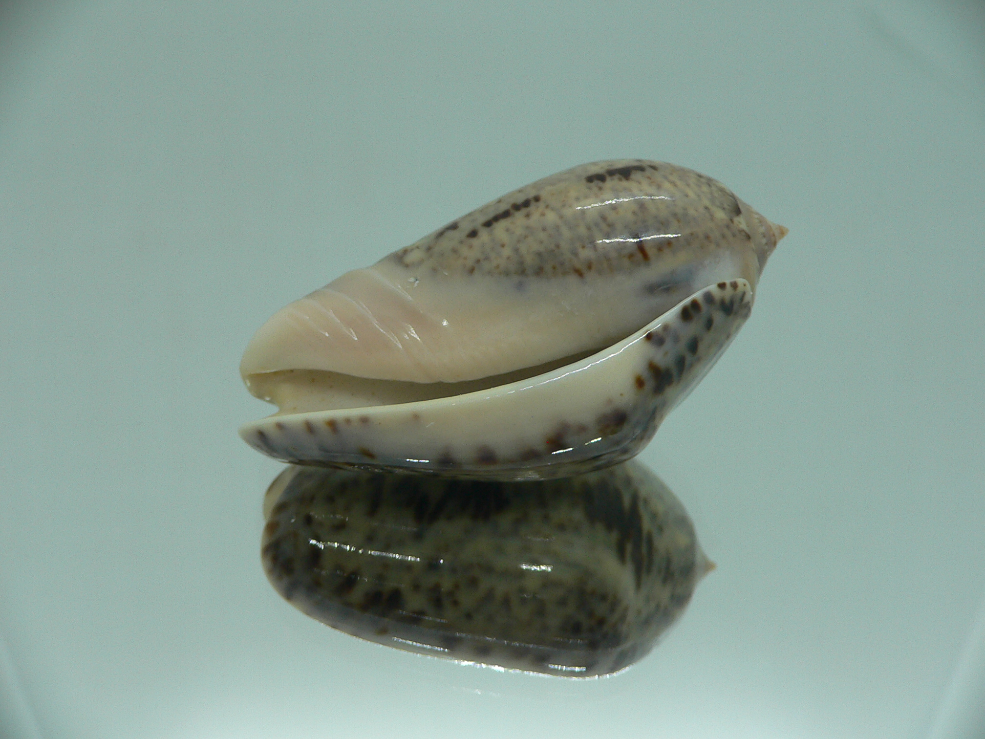 Oliva (Strephona) incrassata SUPER