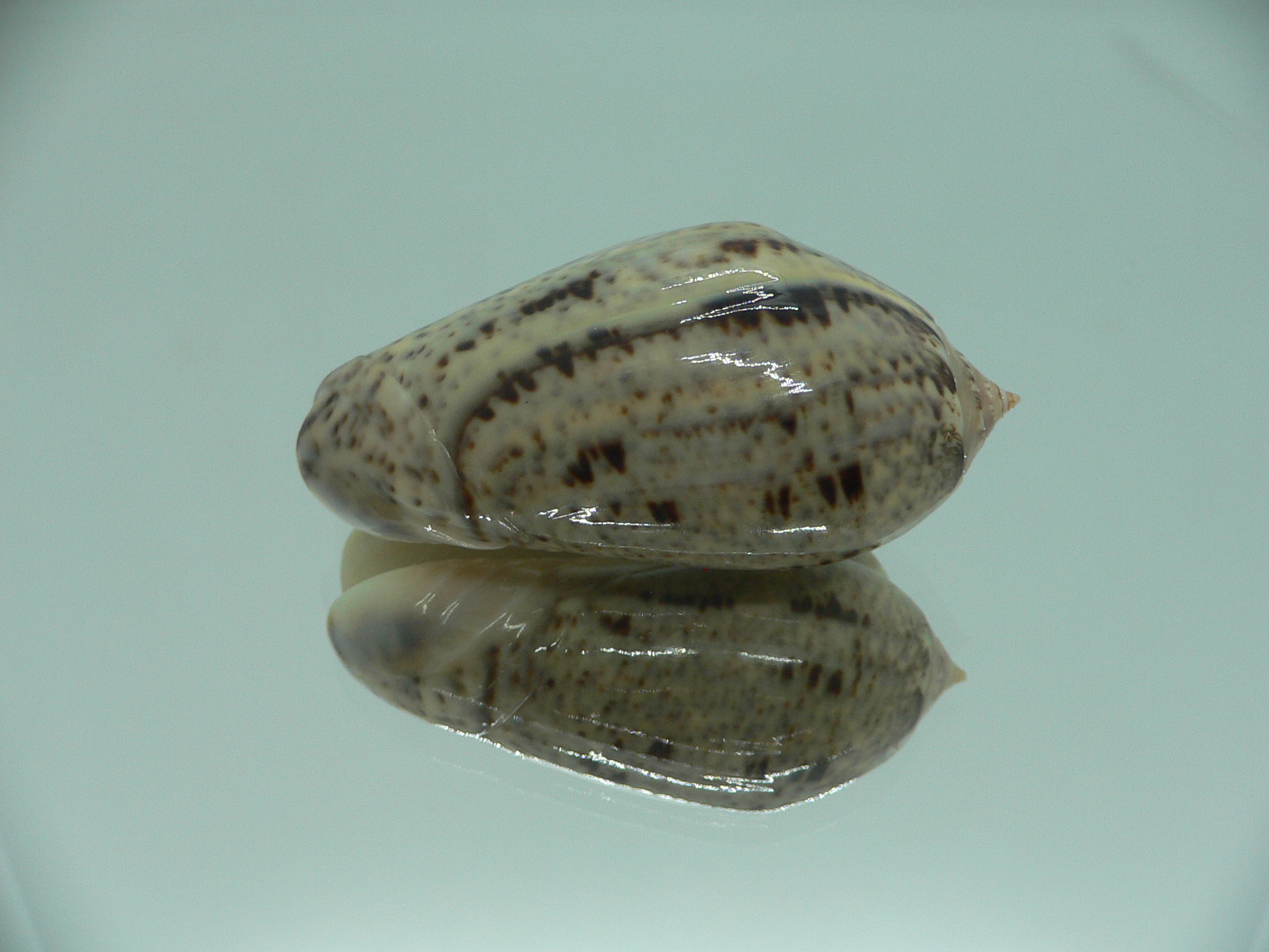Oliva (Strephona) incrassata SUPER