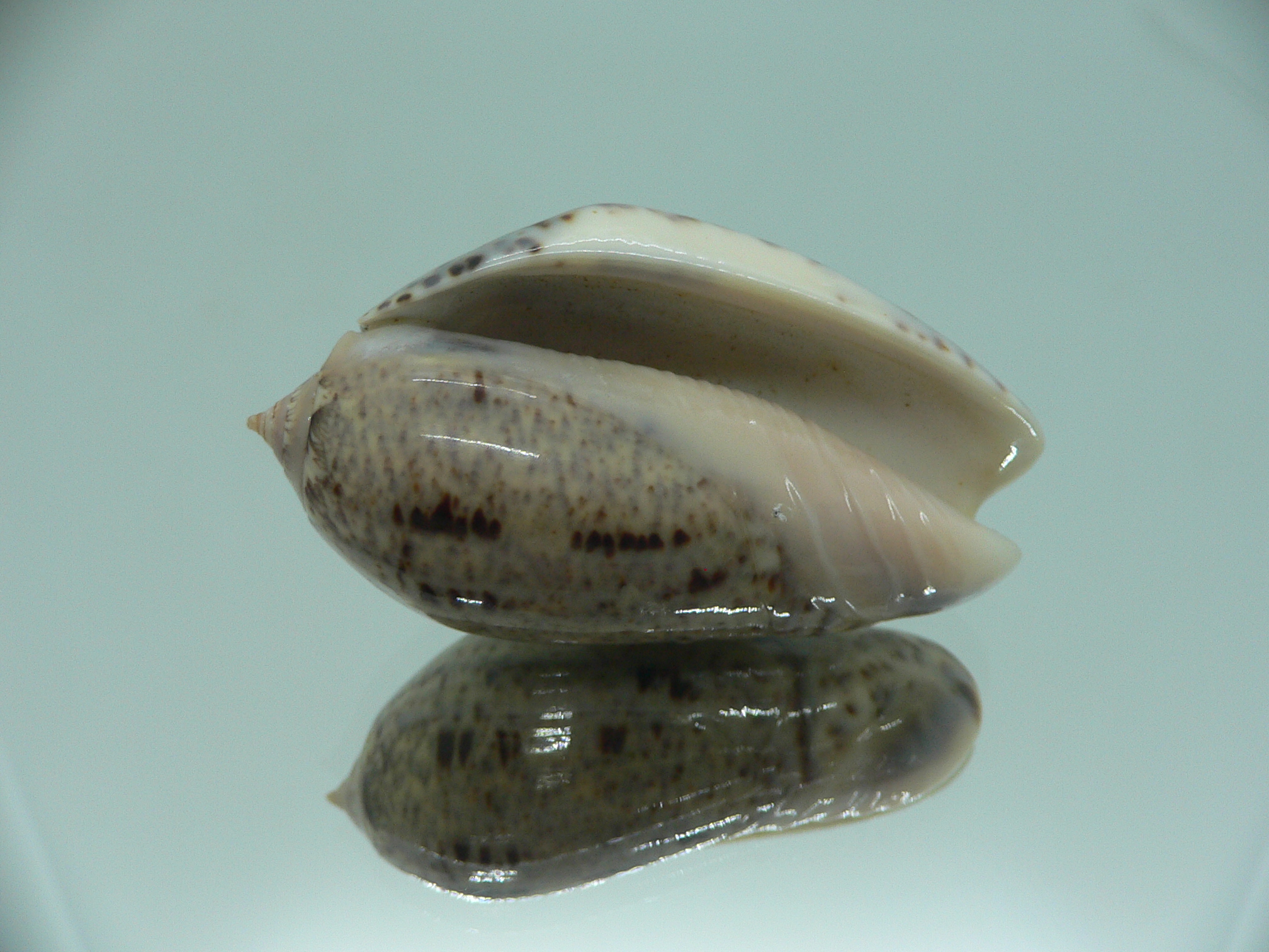 Oliva (Strephona) incrassata SUPER