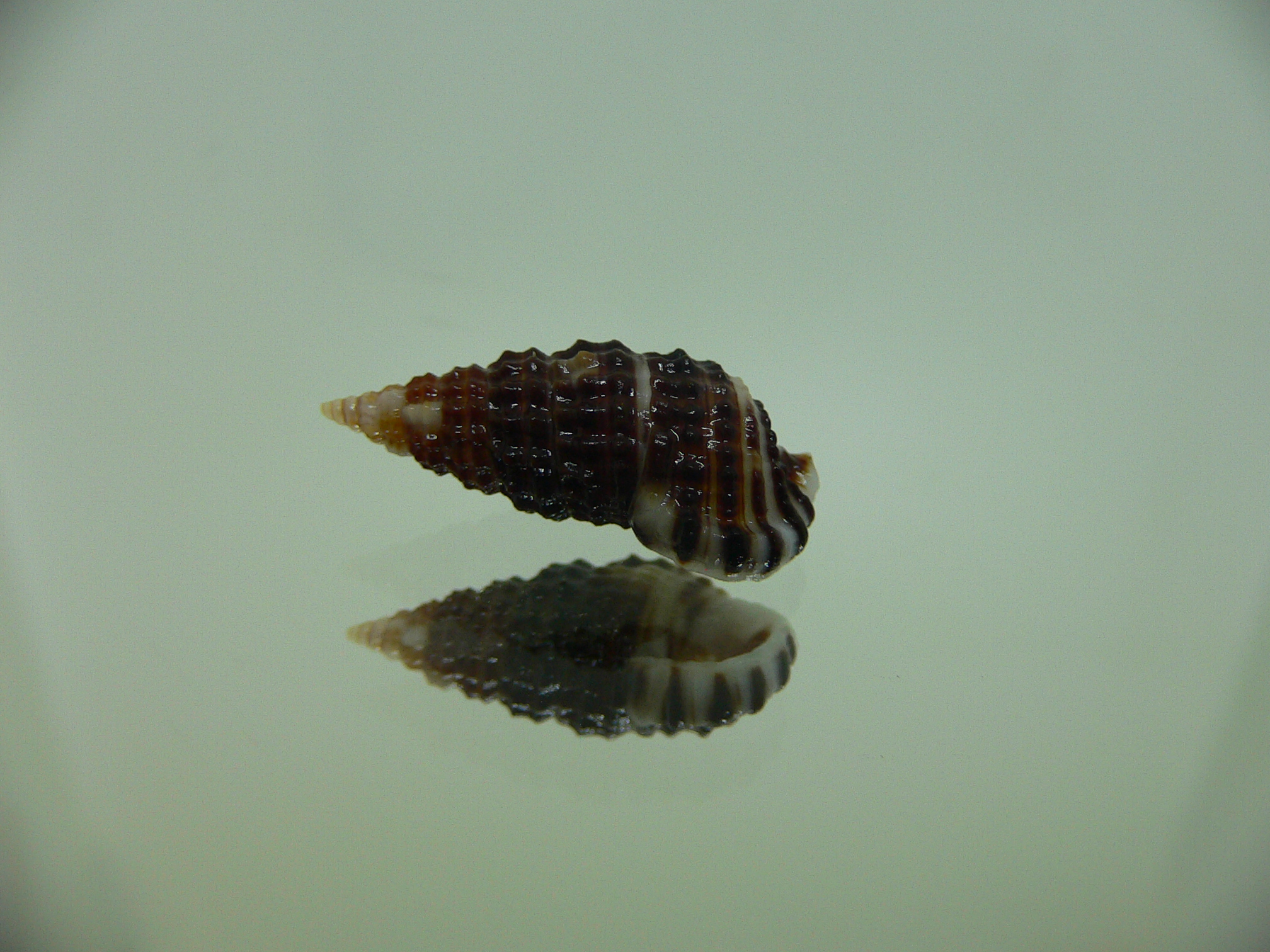 Clypeomorus cf. pellucida DARK