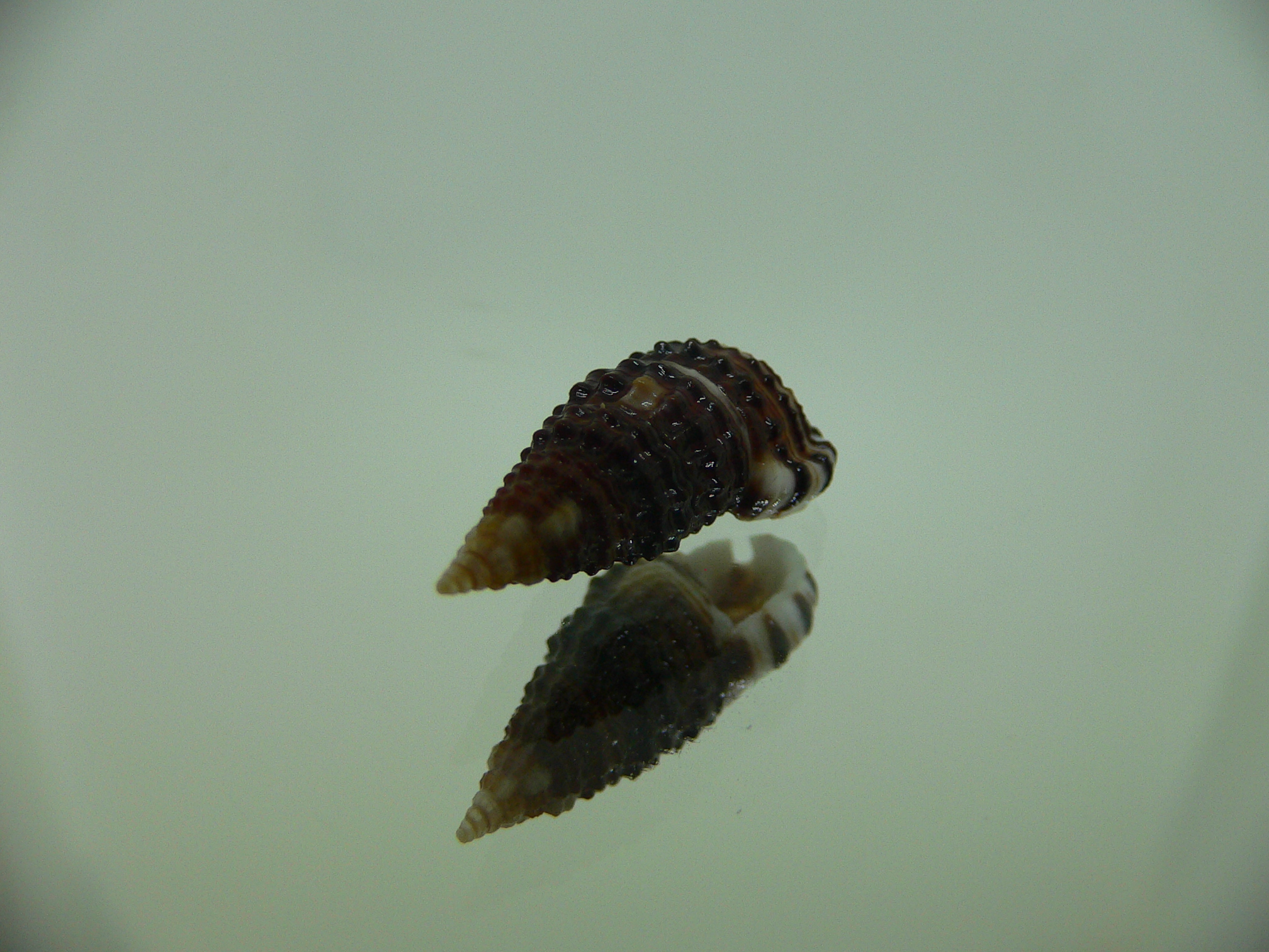 Clypeomorus cf. pellucida DARK