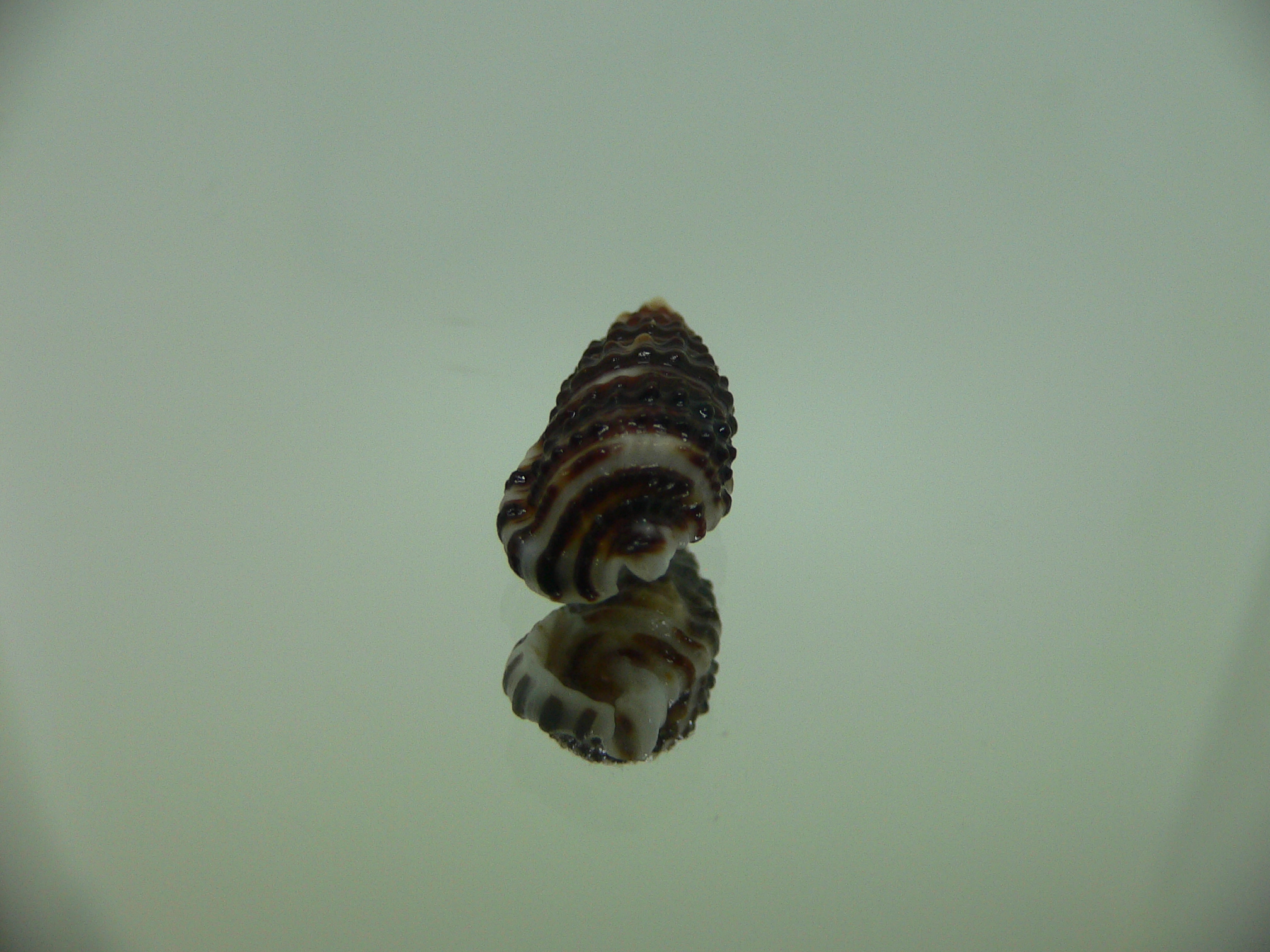 Clypeomorus cf. pellucida DARK