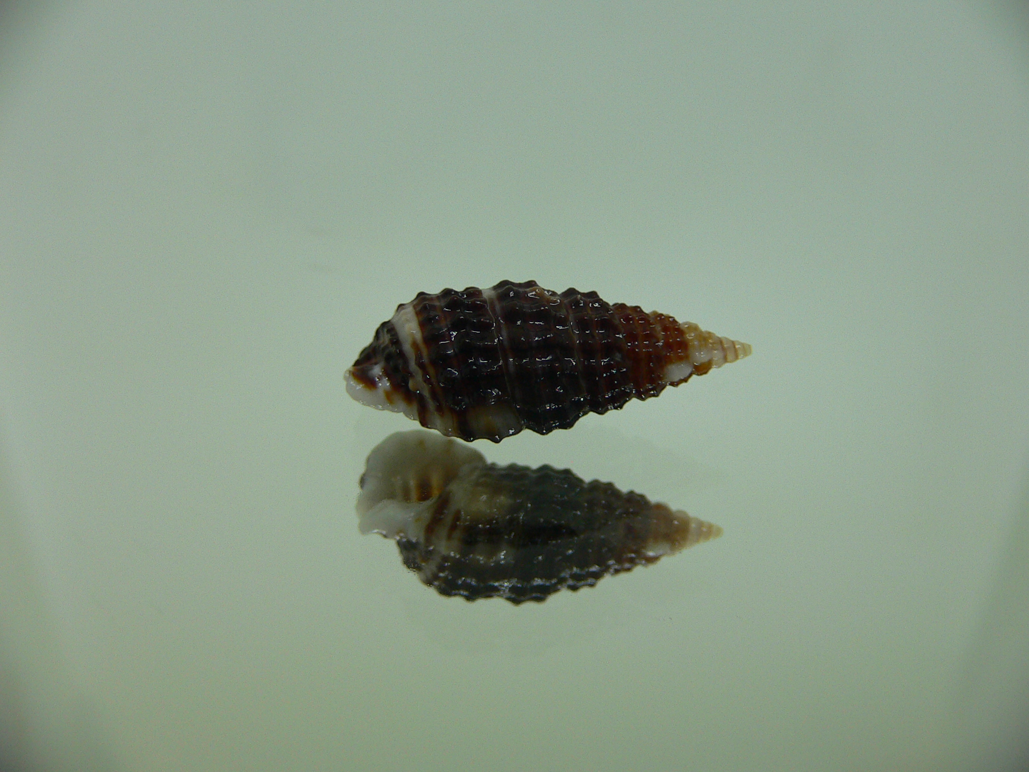 Clypeomorus cf. pellucida DARK
