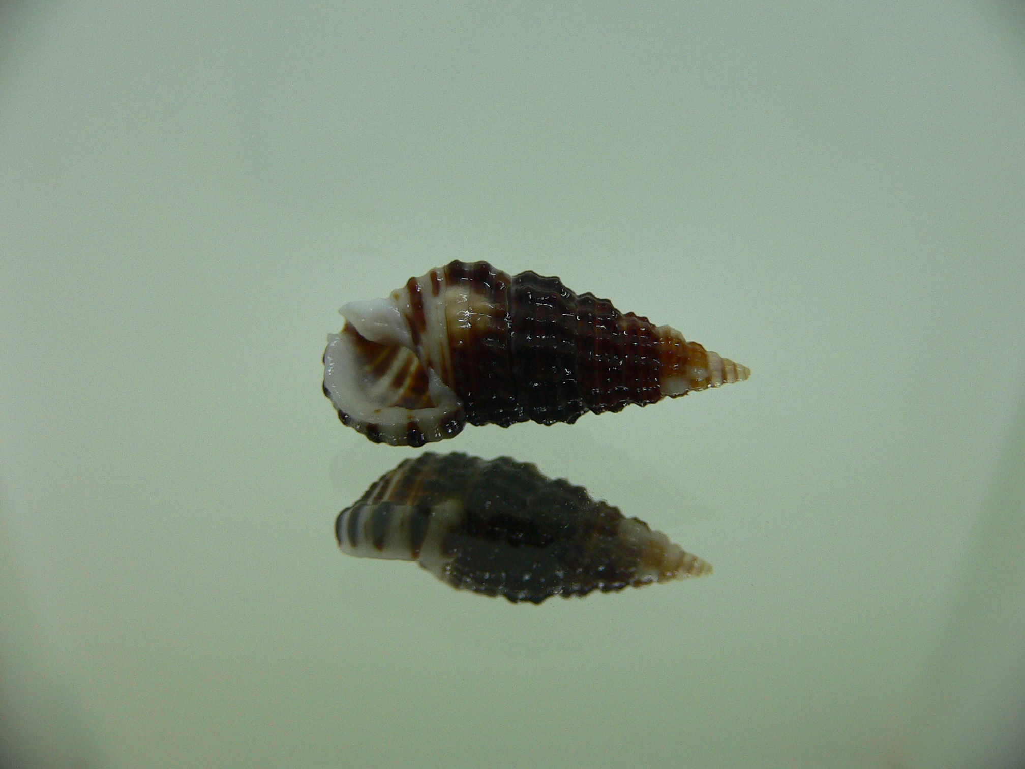 Clypeomorus cf. pellucida DARK