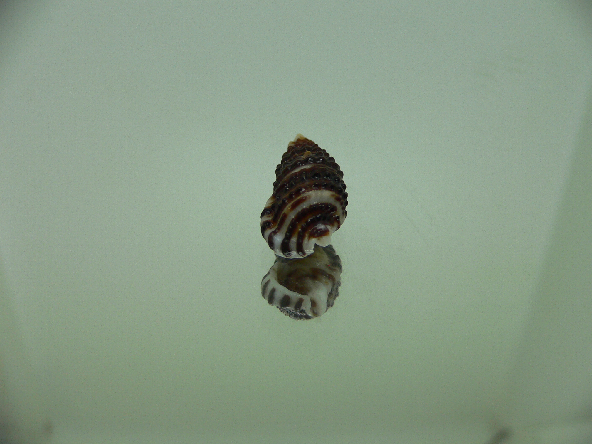 Clypeomorus cf. pellucida DARK