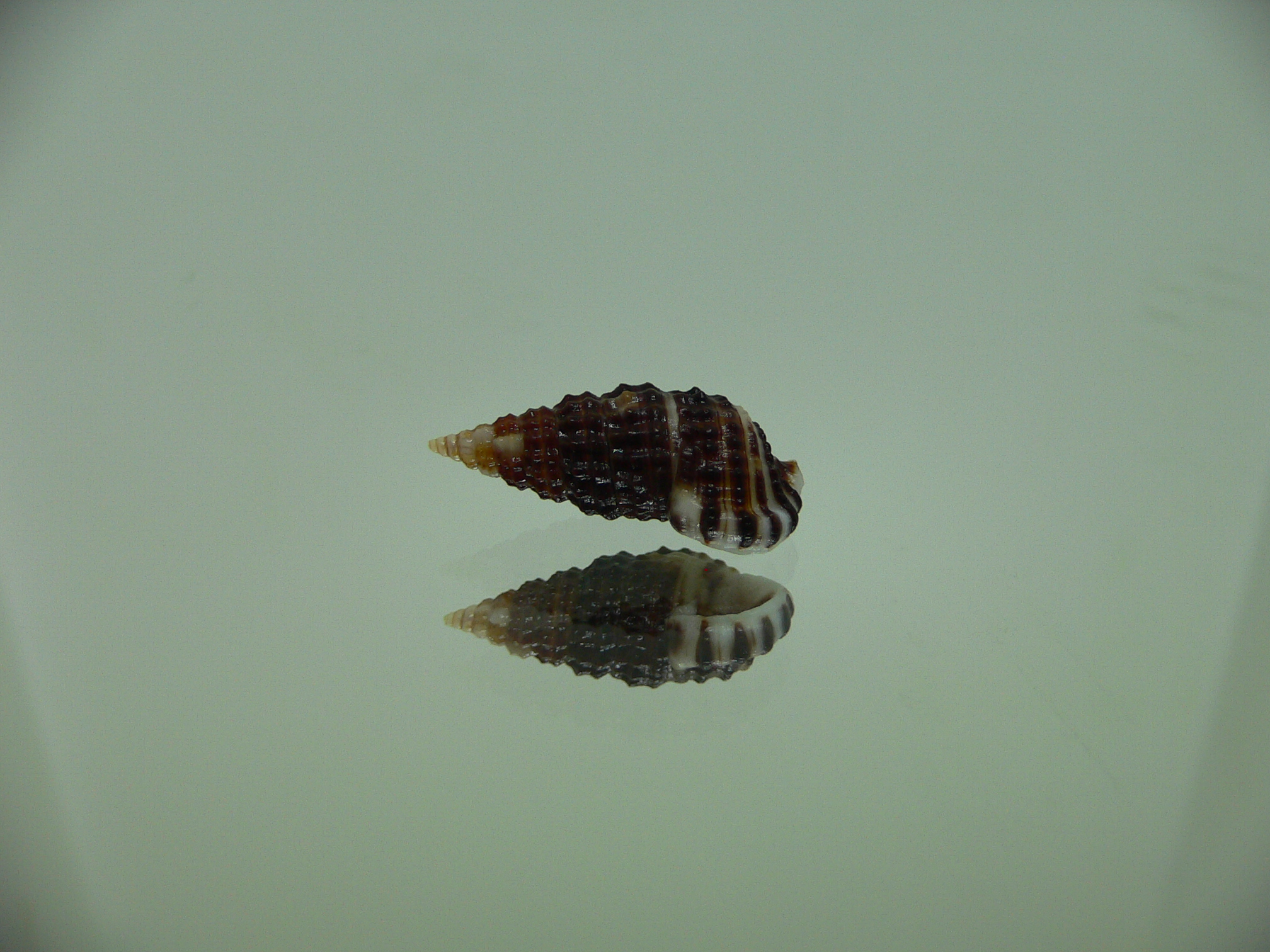 Clypeomorus cf. pellucida DARK