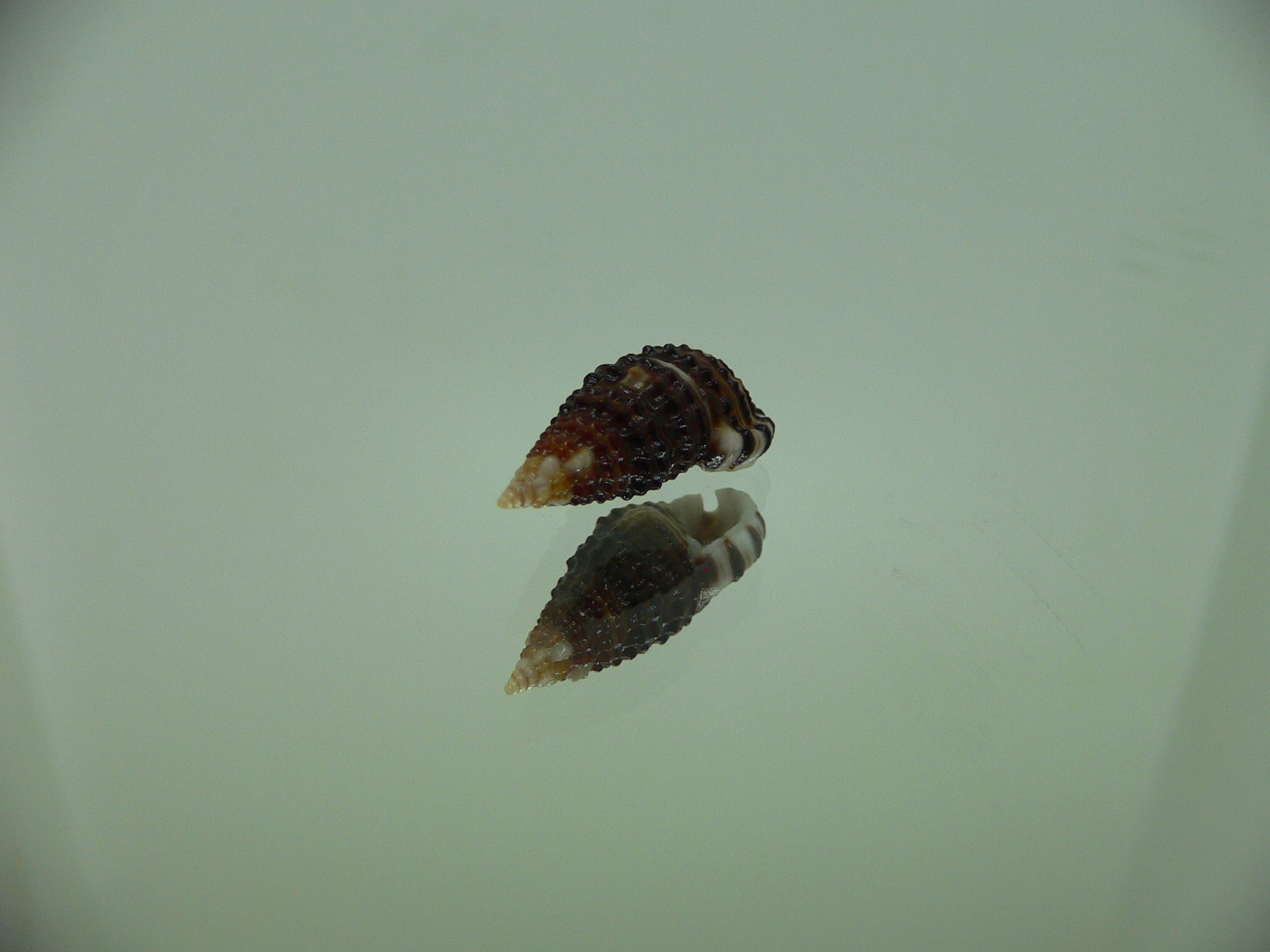 Clypeomorus cf. pellucida DARK