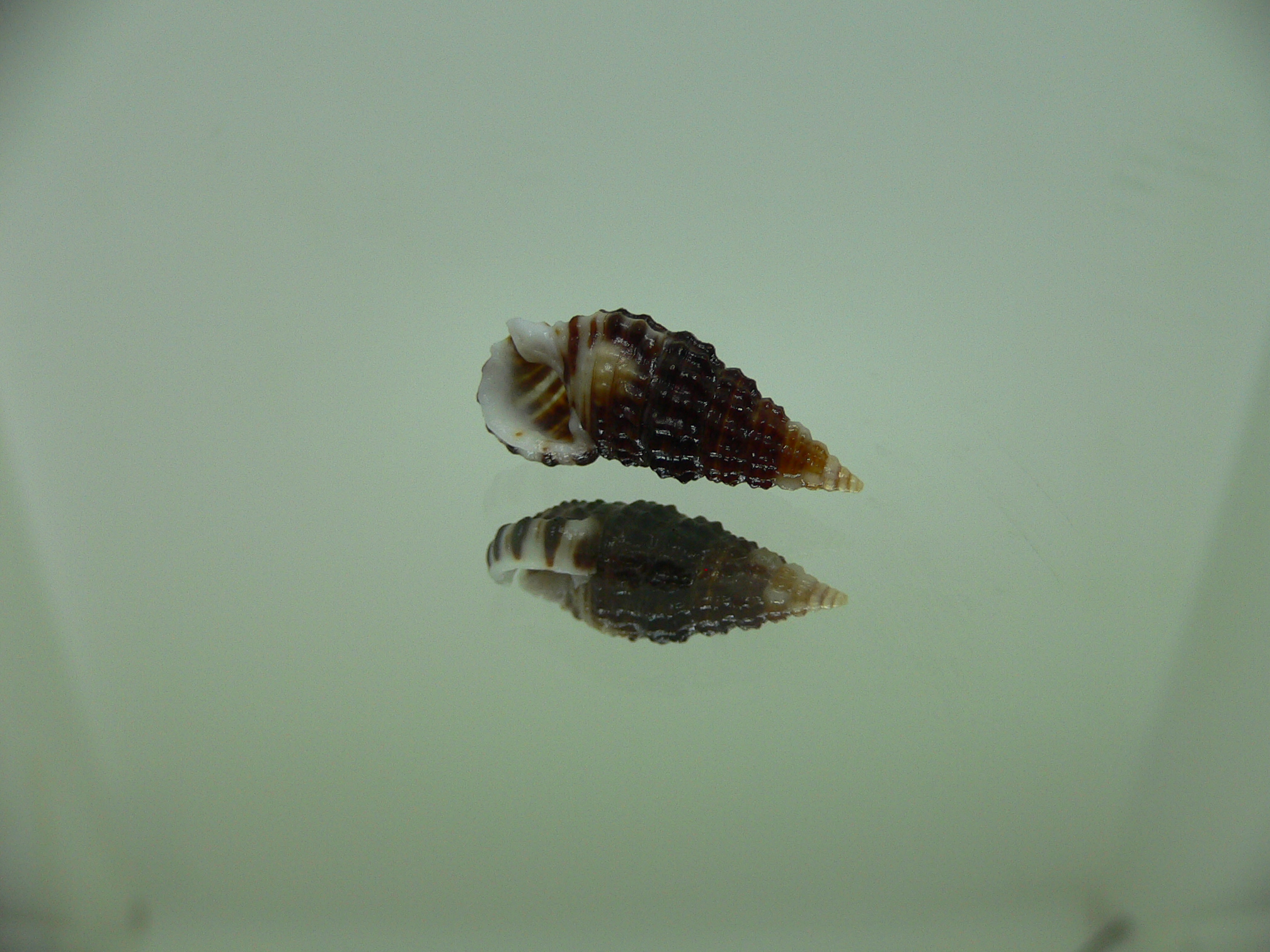 Clypeomorus cf. pellucida DARK