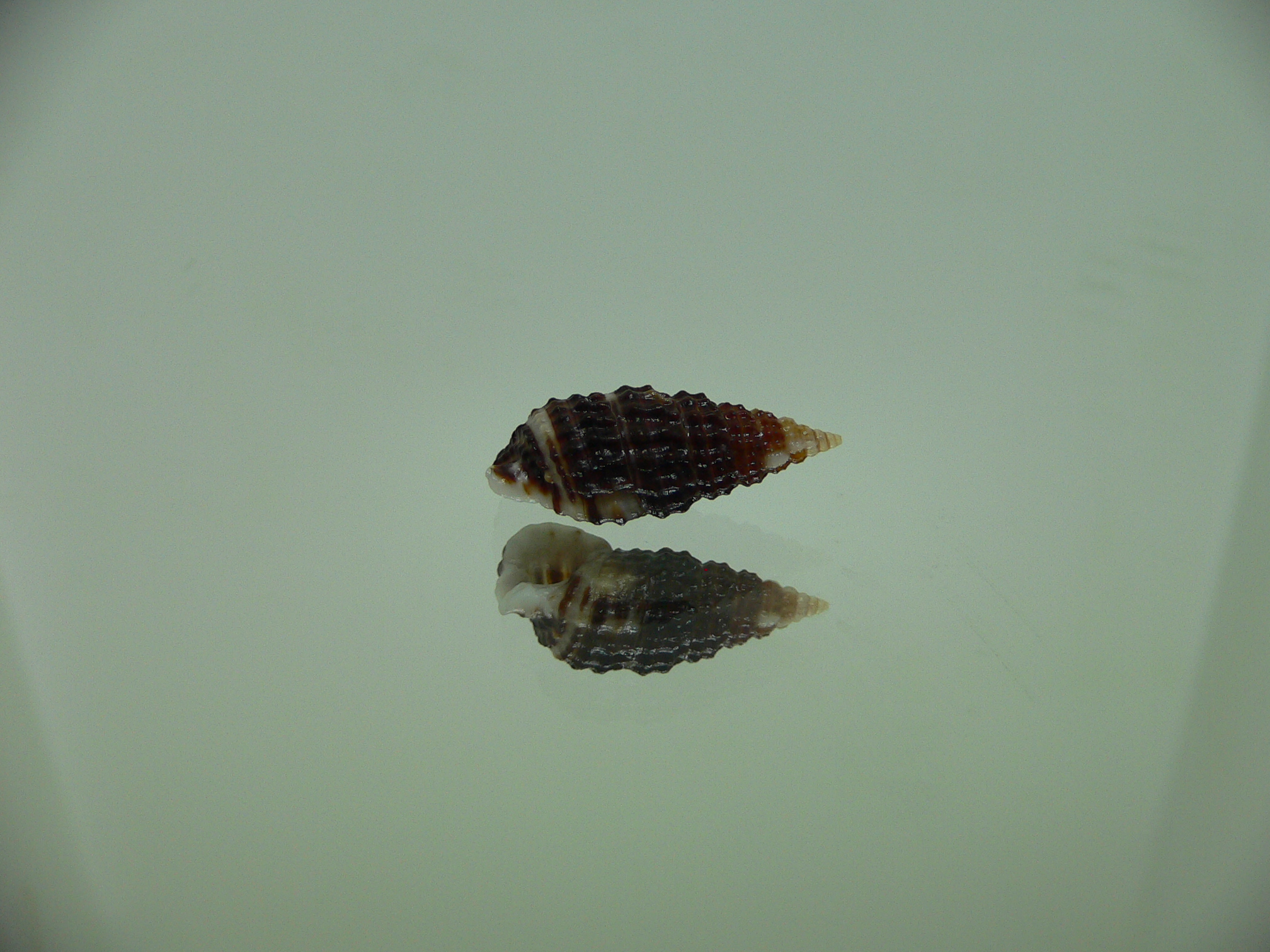 Clypeomorus cf. pellucida DARK