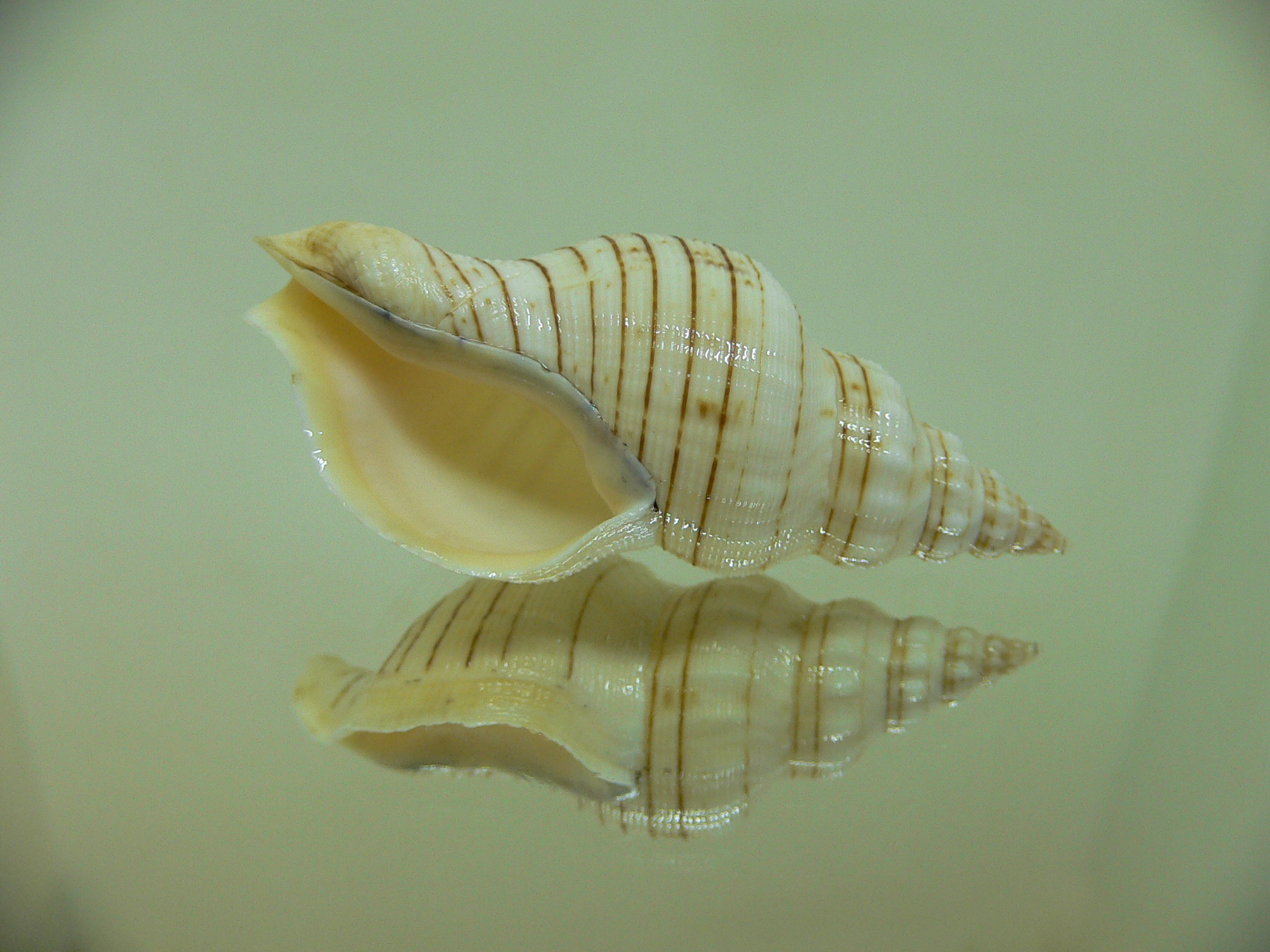 Siphonalia spadicea spadicea Big & ALBINO